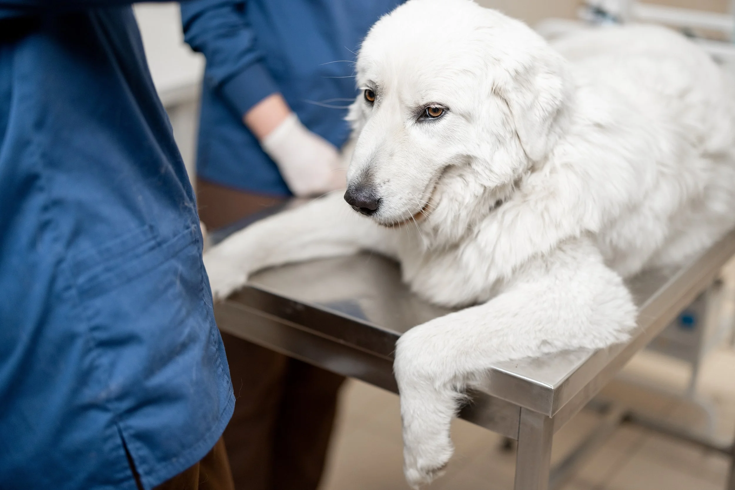 Diferența dintre boala renală cronică și afectarea renală acută la animale
