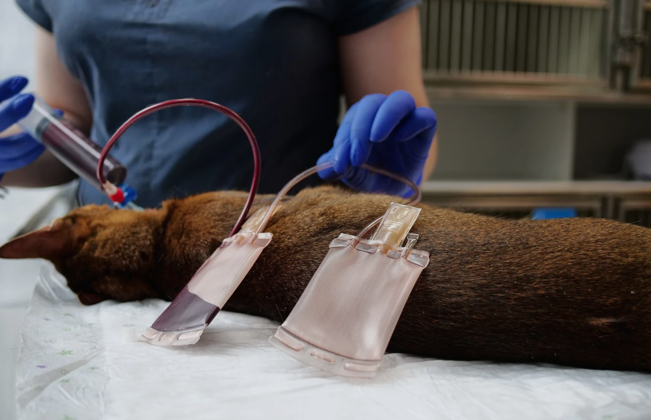 Tu știi ce grupă de sânge are patrupedul tău? Importanța determinării grupei sanguine la câini și pisici