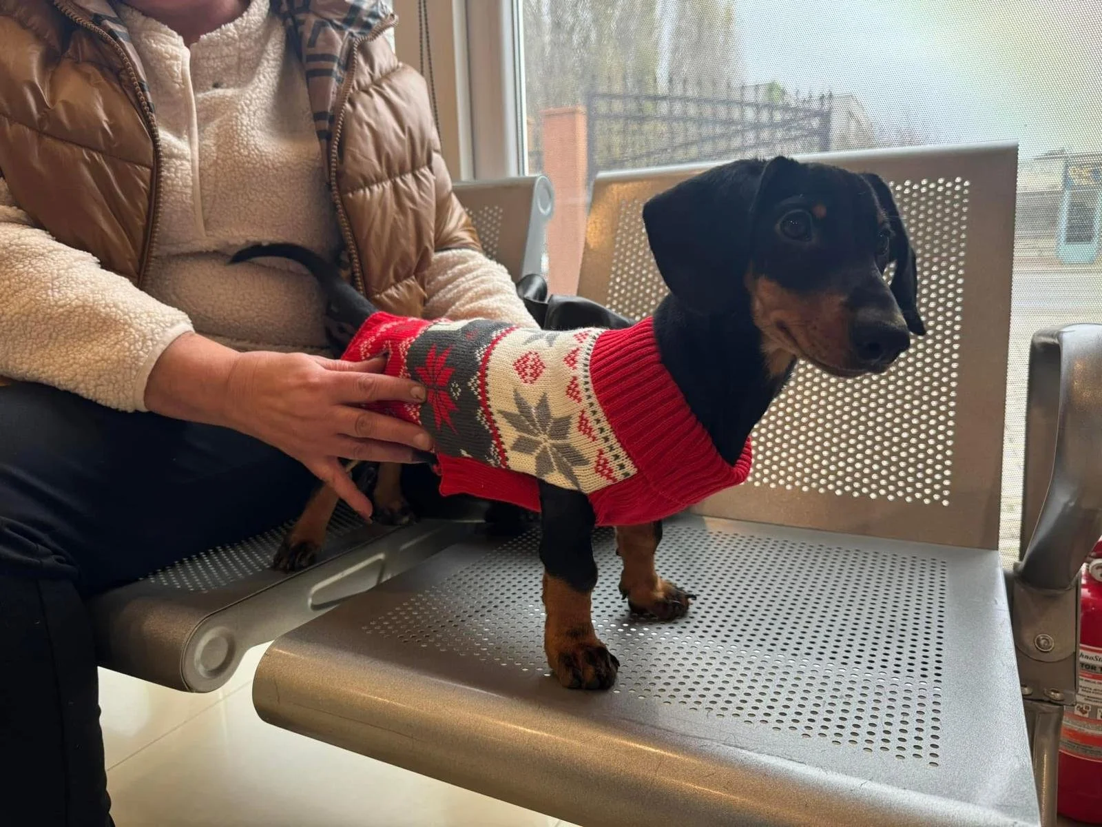 Impactul frigului asupra animalelor de companie:&nbsp;ce probleme pot apărea iarna și cum pot fi prevenite