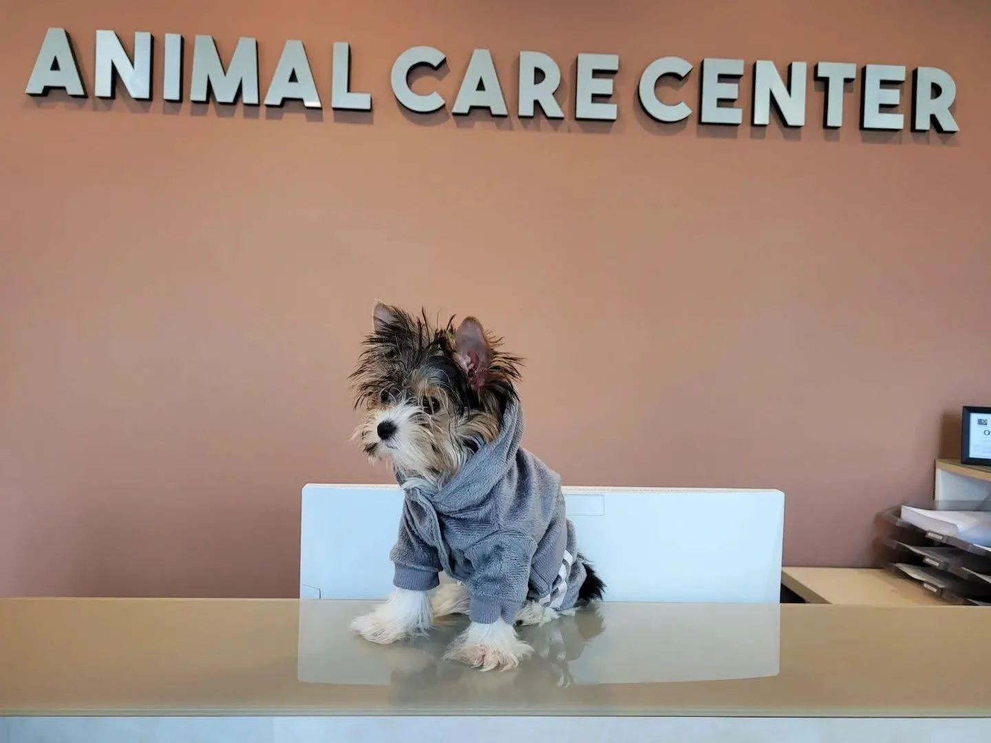 De ce vizitele regulate la medicul veterinar pot prelungi viața animăluțului tău (și ce riști dacă le amâni)