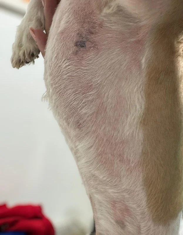 Dermatita atopică la câini: soluții moderne de diagnostic și tratament