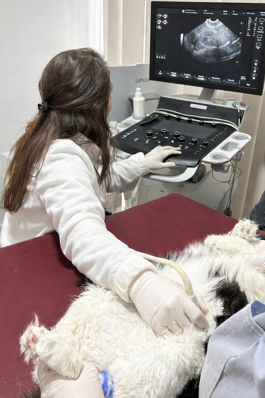 Ecografia ca metodă de prevenție la animalele de companie