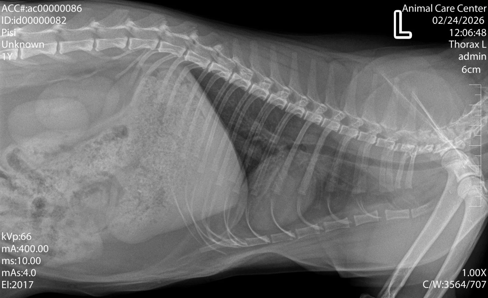 Radiografie veterinară: ce este, când se recomandă și de ce este esențială pentru un diagnostic corect