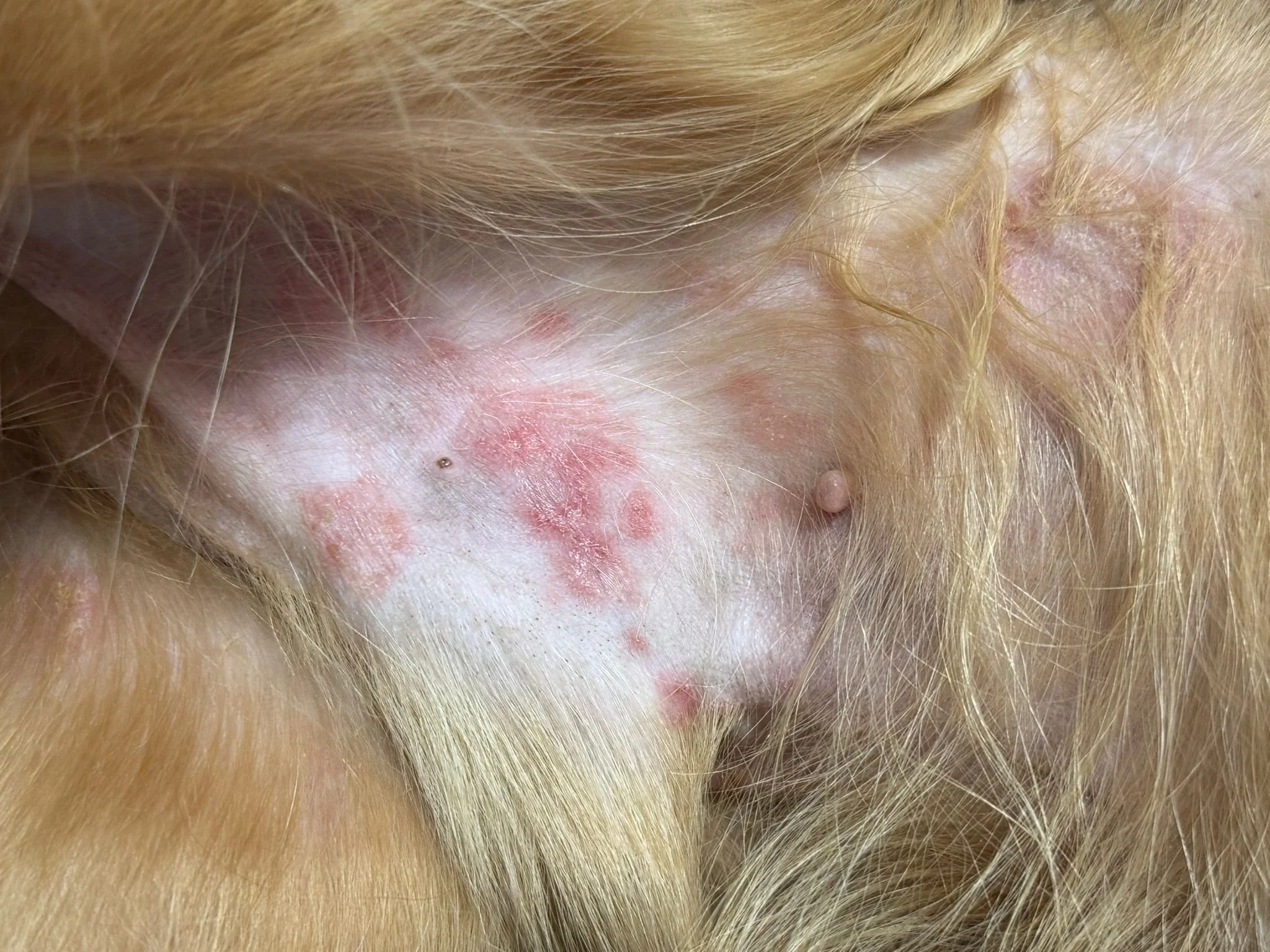 Cum recunoști și tratezi piodermitele la animalele de companie