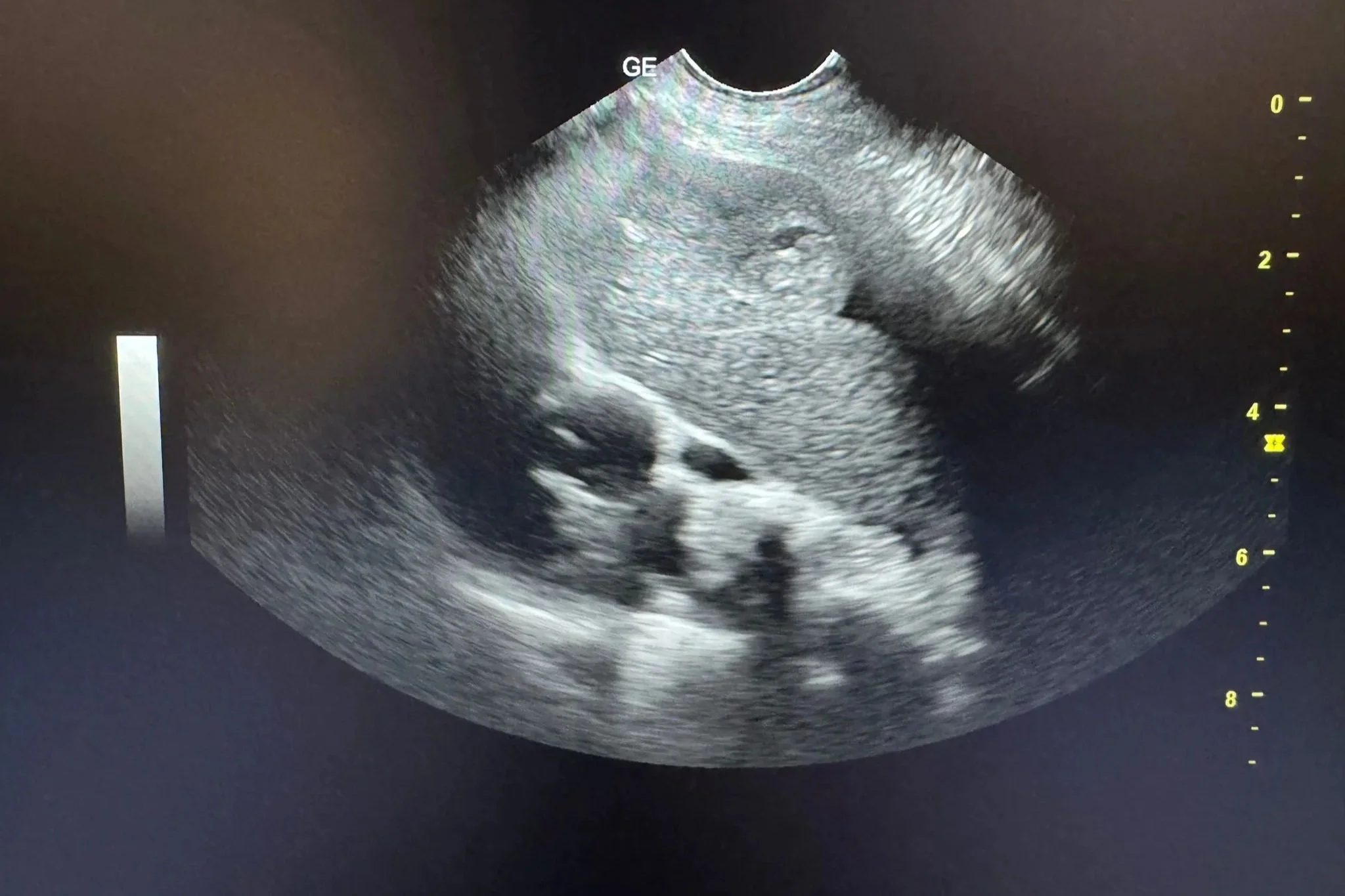 Când este recomandată ecografia toracică pentru câini și pisici