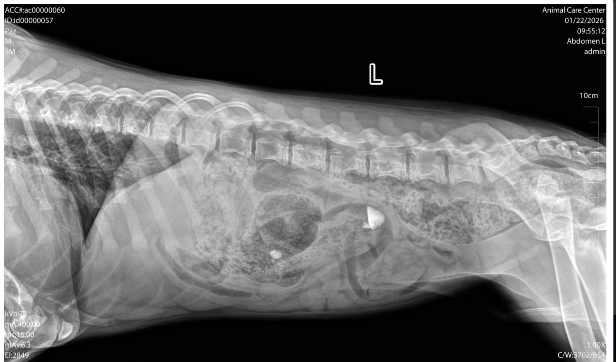 Animalul a înghițit un obiect? Cum ajută imagistica veterinară la diagnostic și tratament