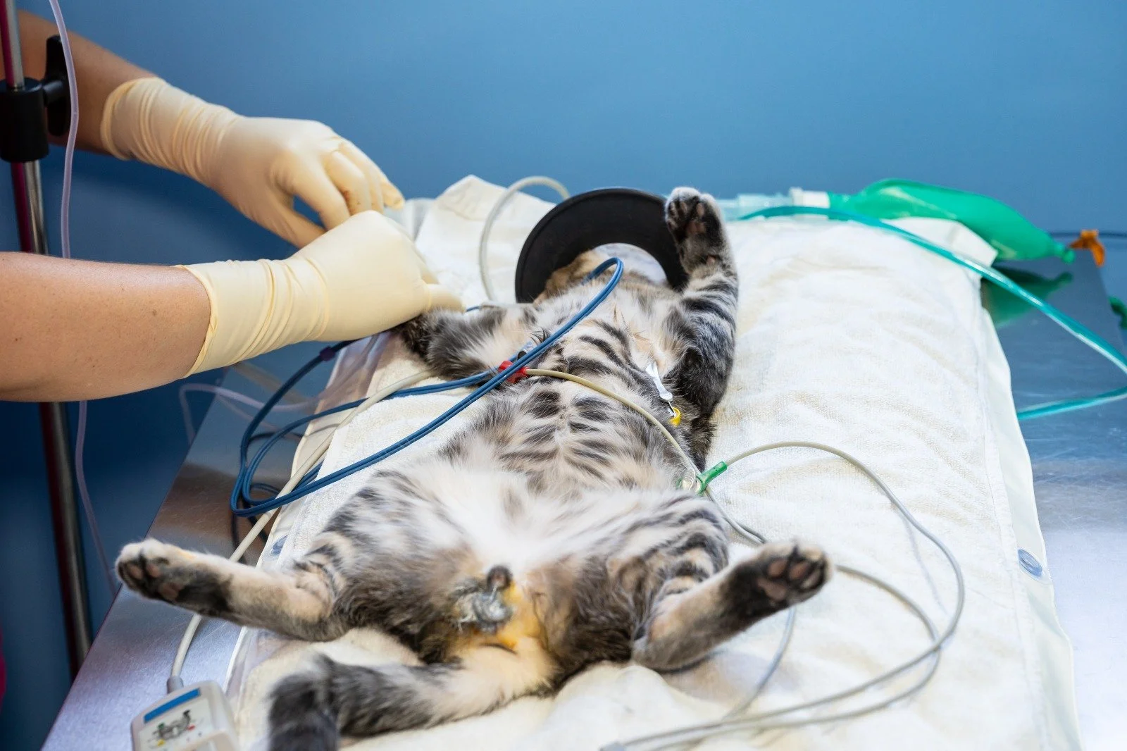 De ce este importantă monitorizarea ECG pentru animalele cu probleme ...