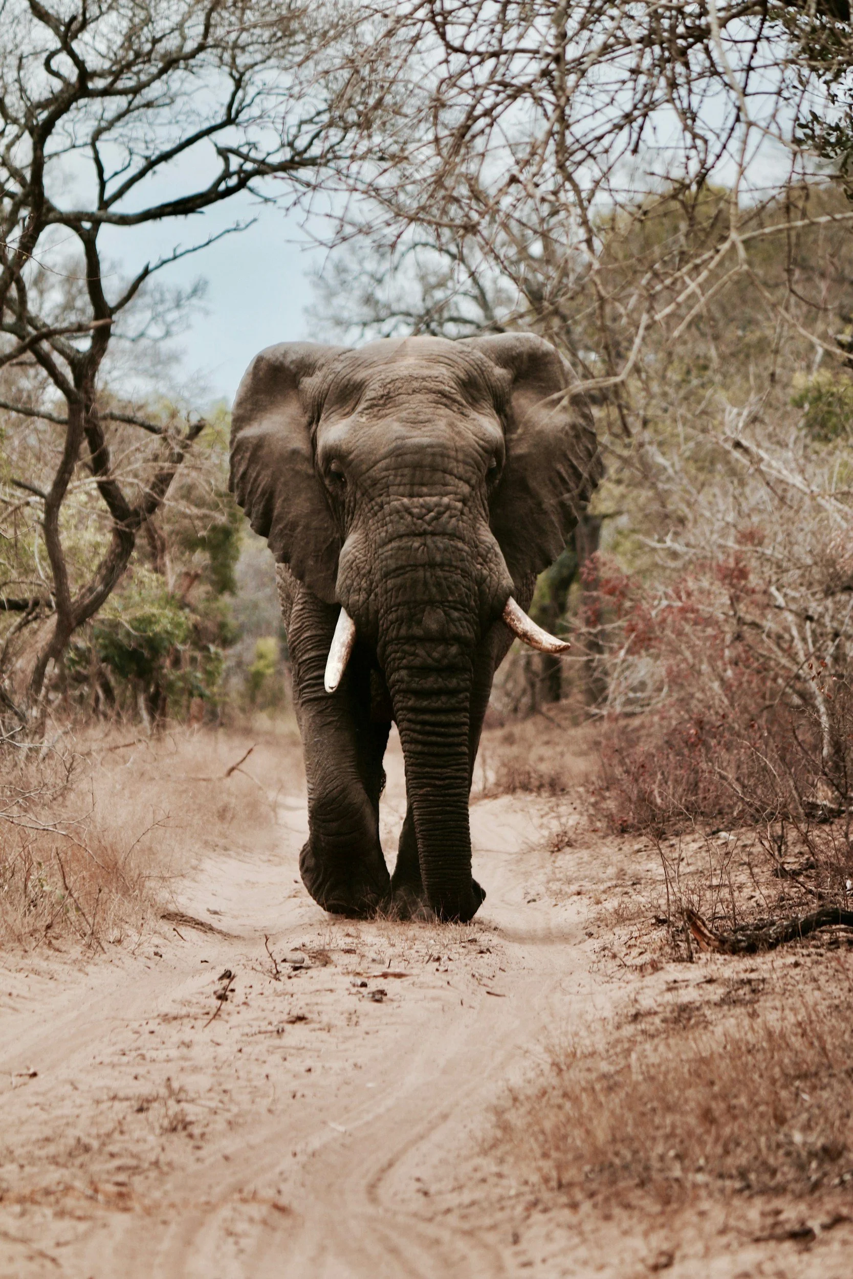An adult elephant walking down a dirt path surrounded by leafless trees.