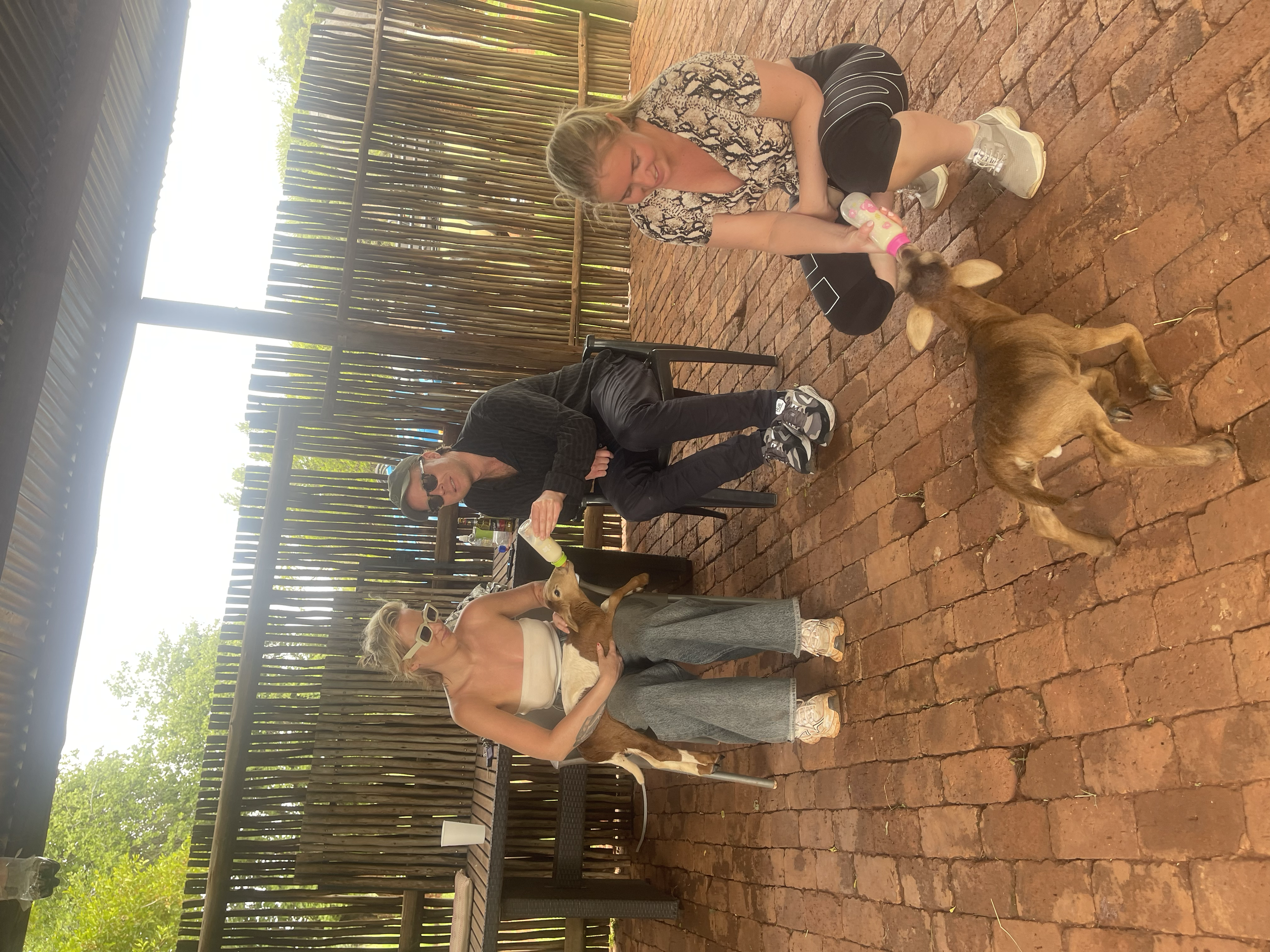 Bottle feeding and spending time with orphaned lambs