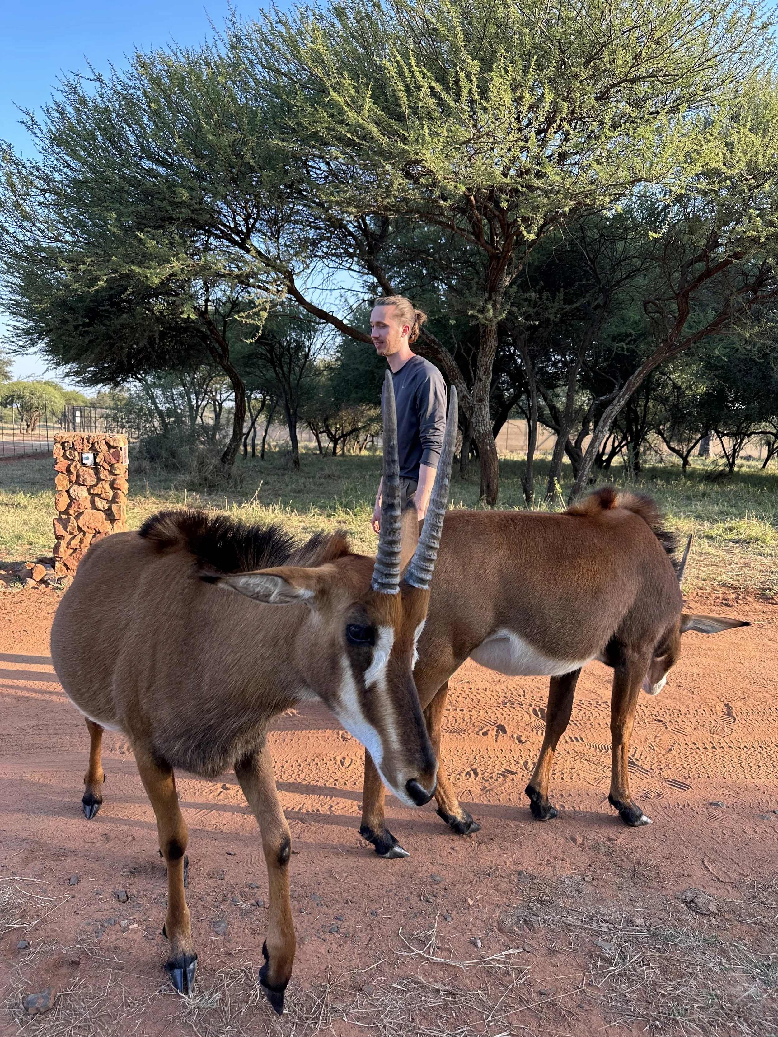 Spending time with tame Sable antelopes
