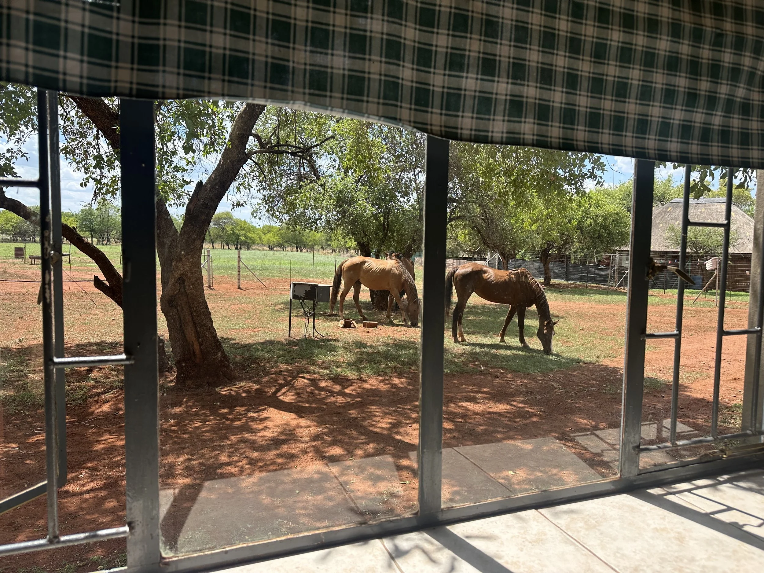 View of a horse pasture through a metal gate with a checkered fabric shade, trees, grazing horses, and a building in the background.
