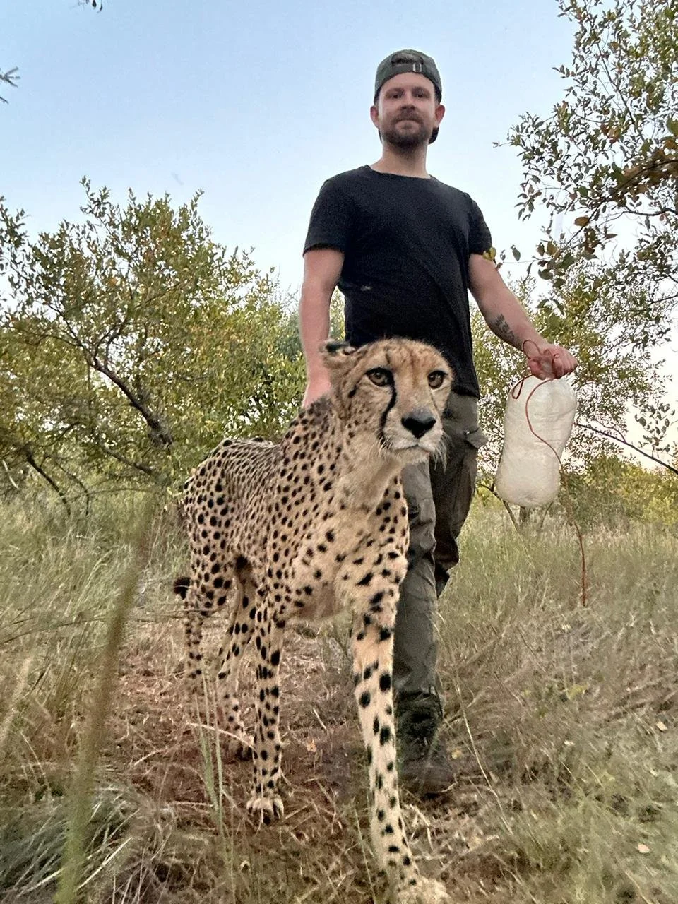 Walking a cheetah 