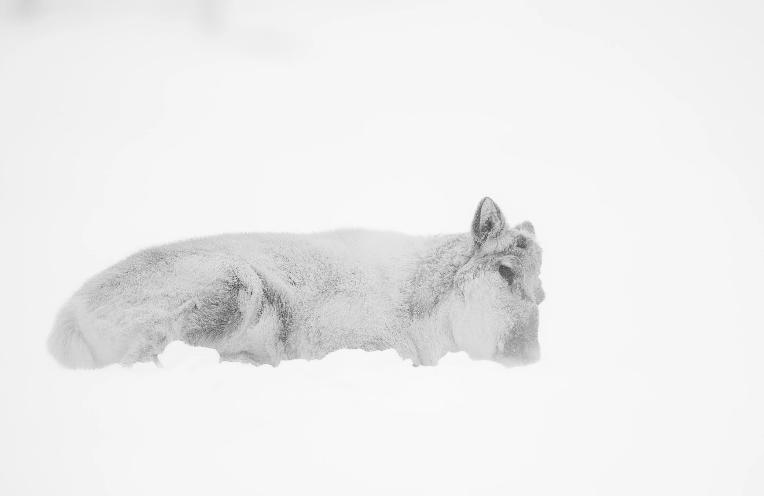 Reinsdyr i snøstorm 2
