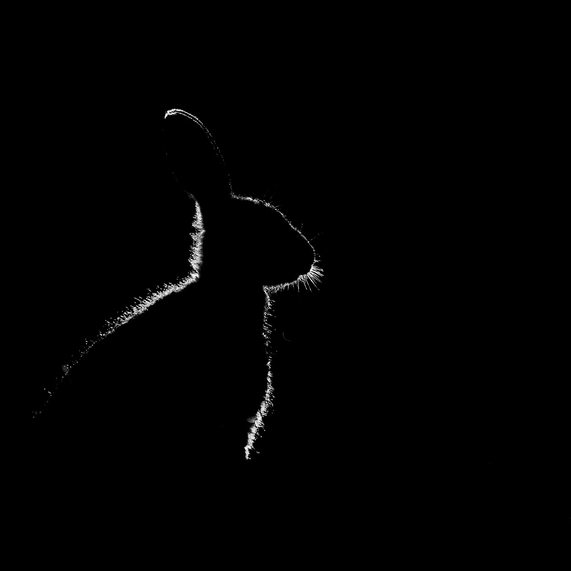 _M8A3771.jpg