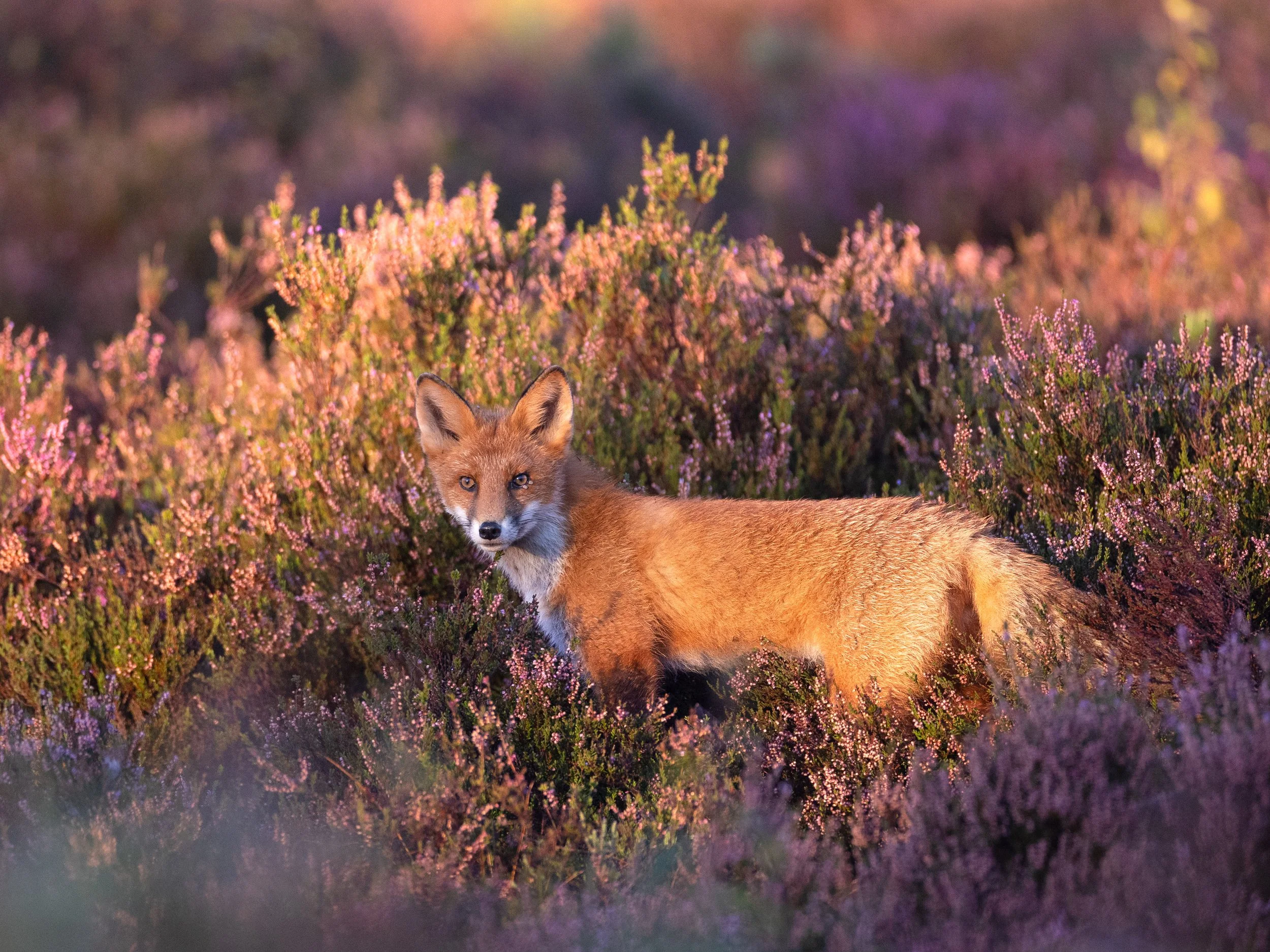 Mikkel rev