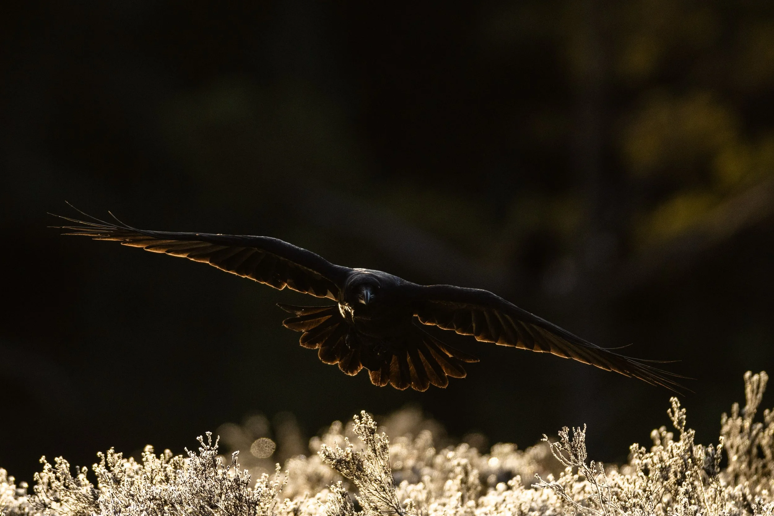Ravn 2