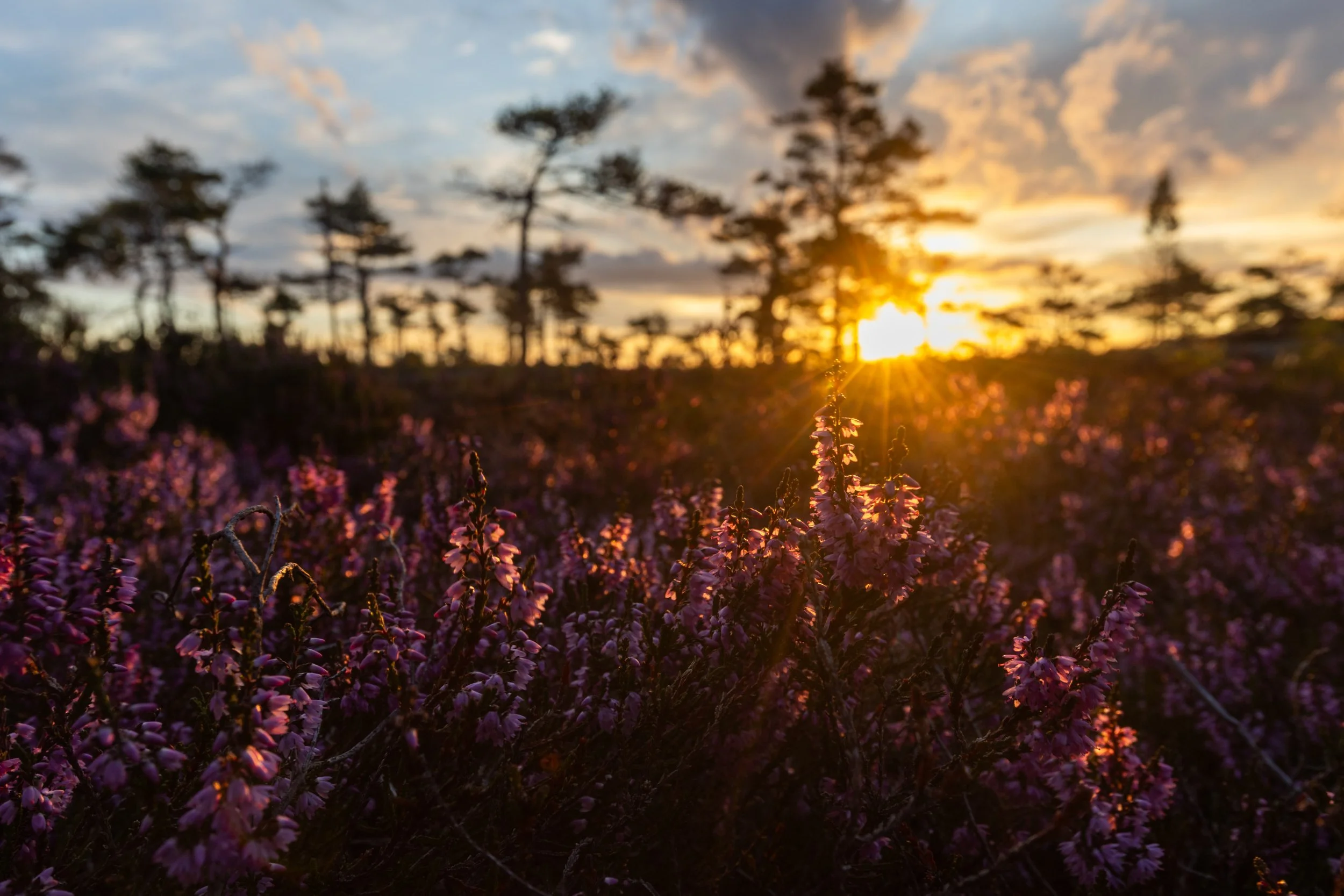 Røsslyng i morgensol