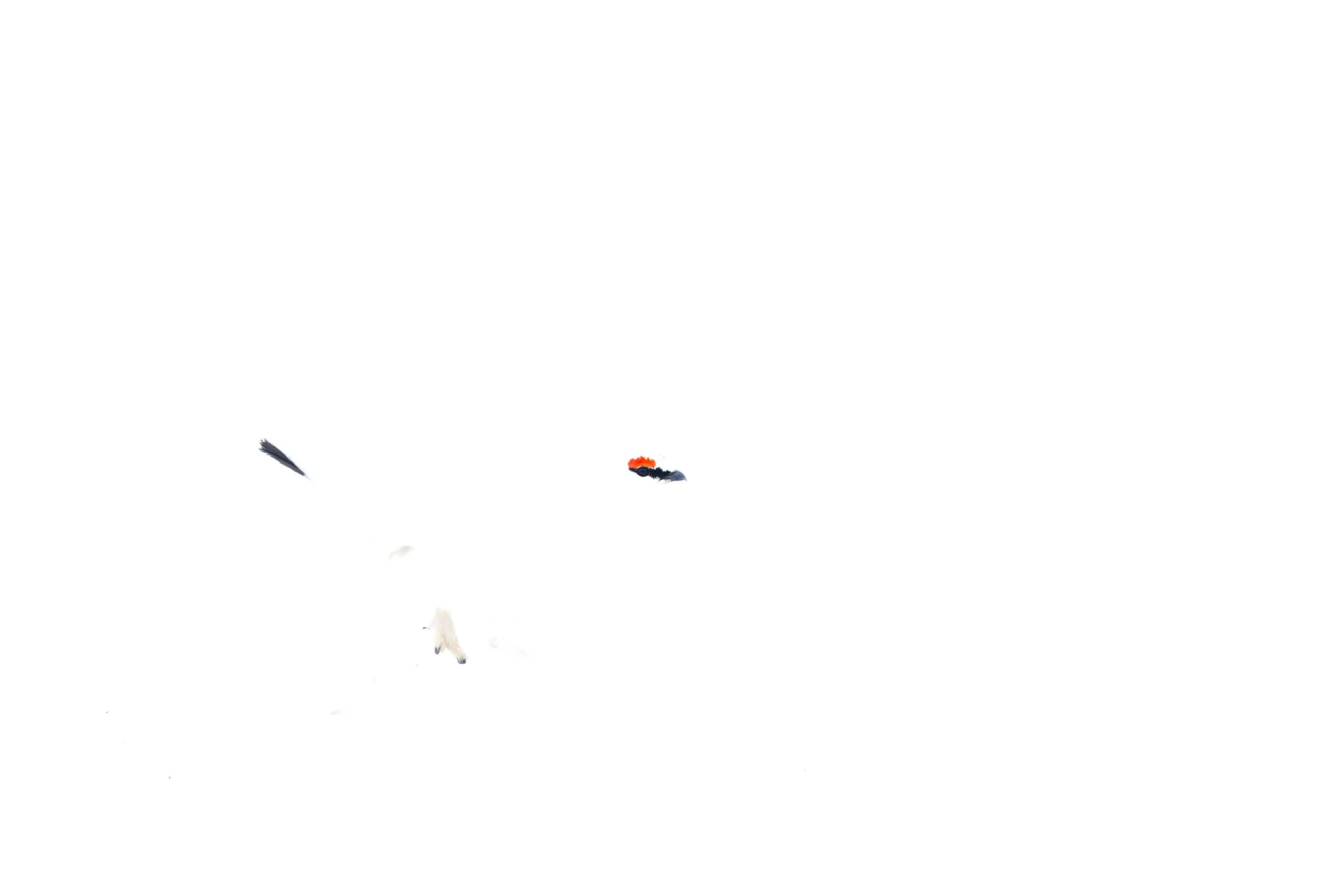 Svalbard rype 2