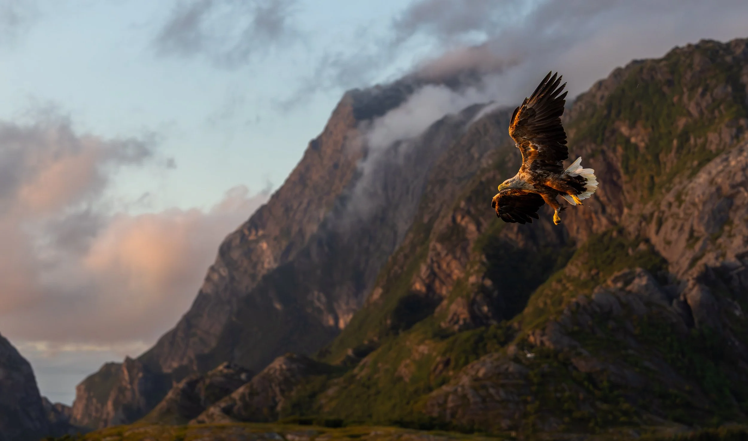 White-taled eagle in late light