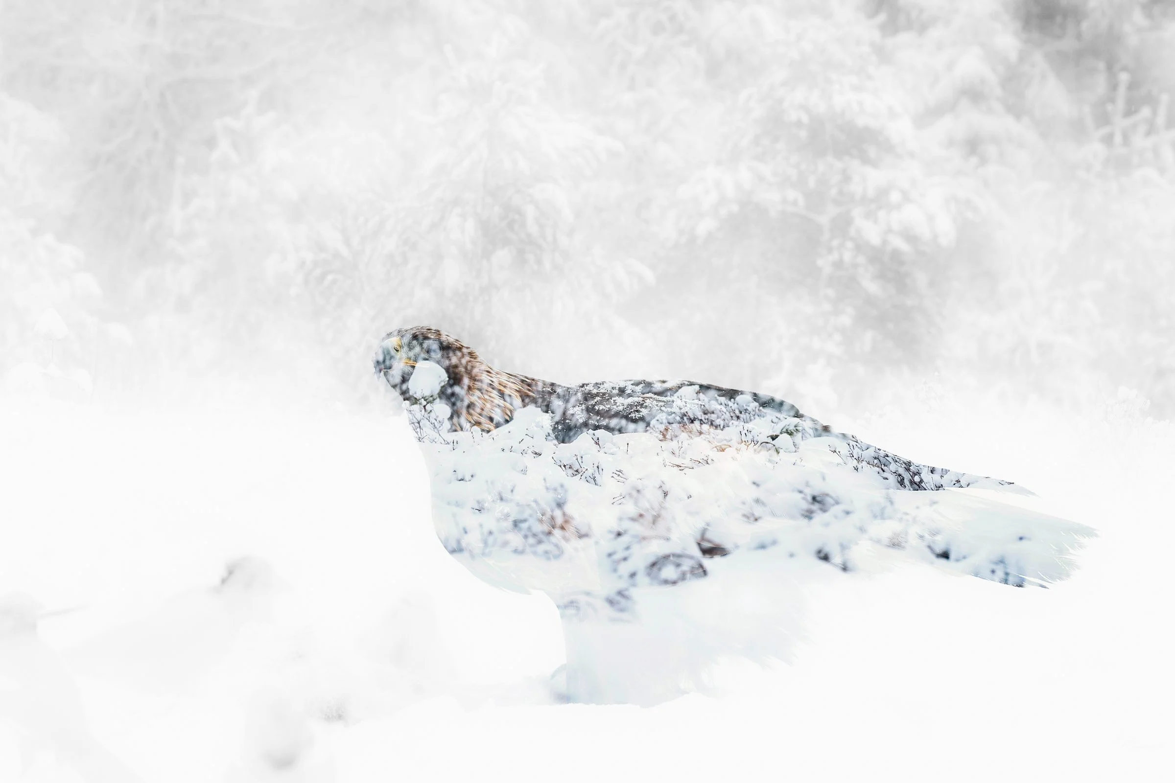 Golden eagle in the forrest