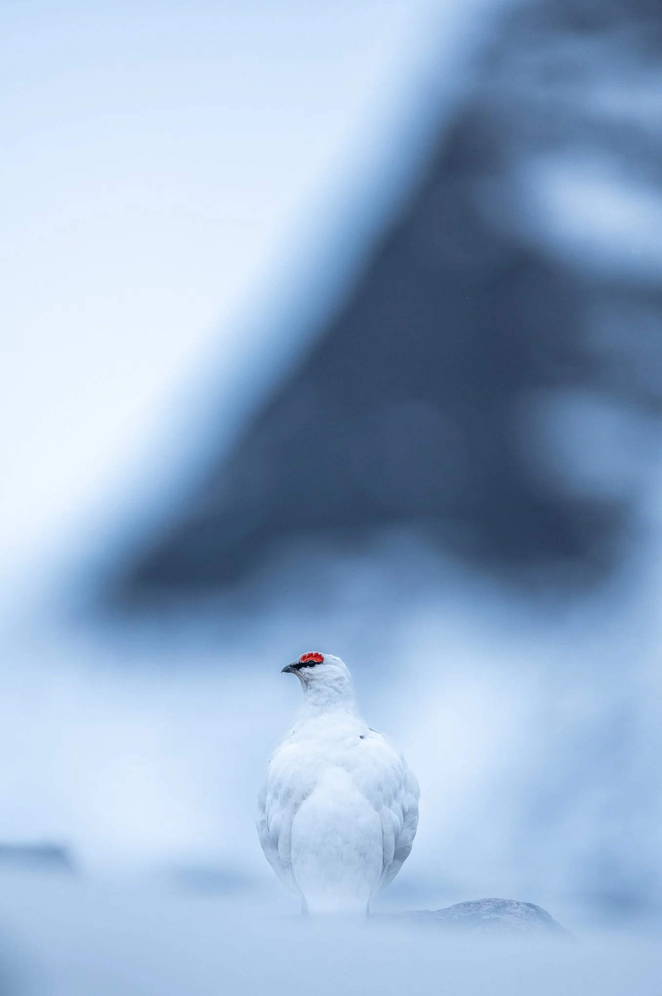 Svalbard rype