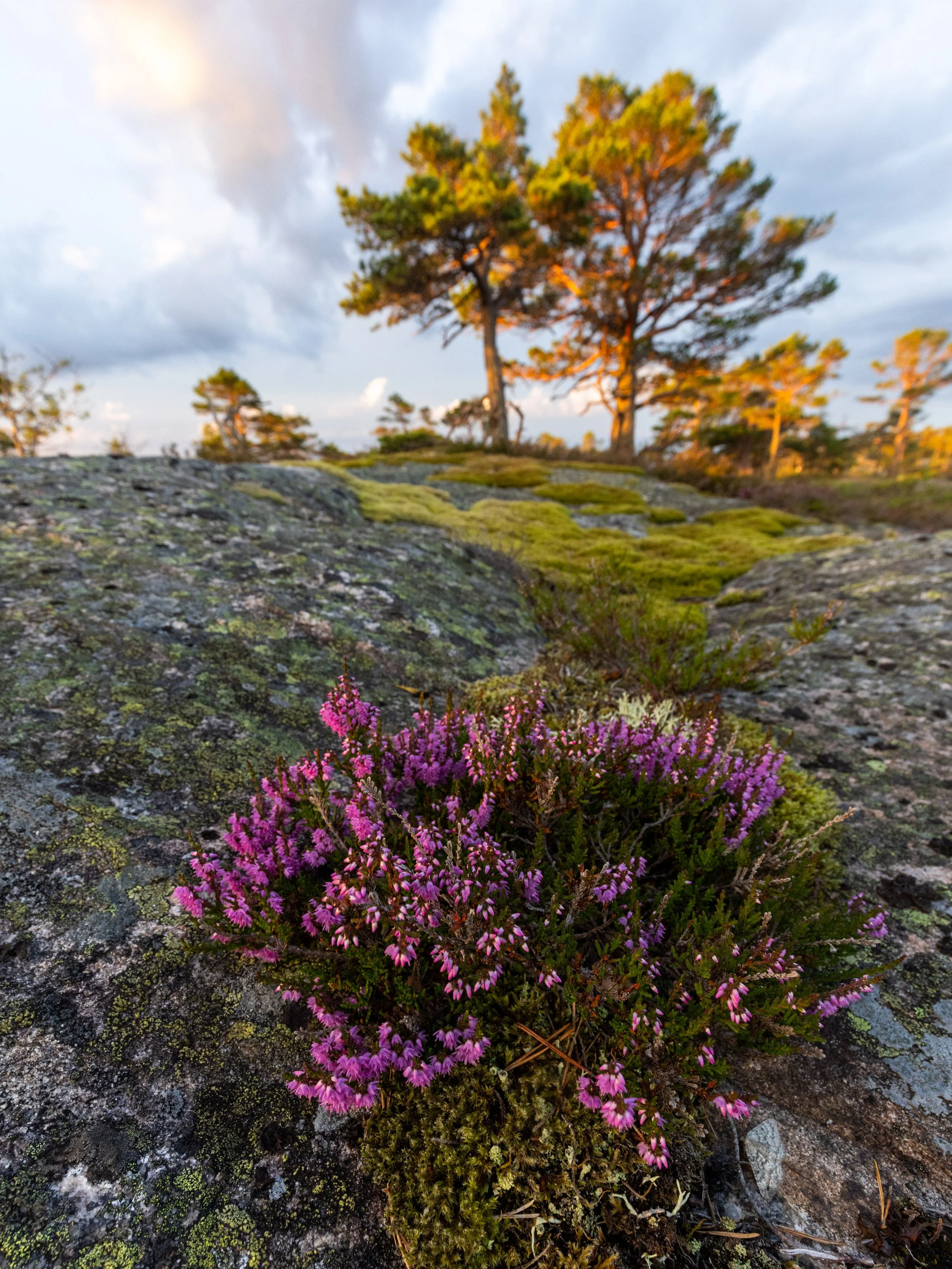 Røsslyng Nautarheia