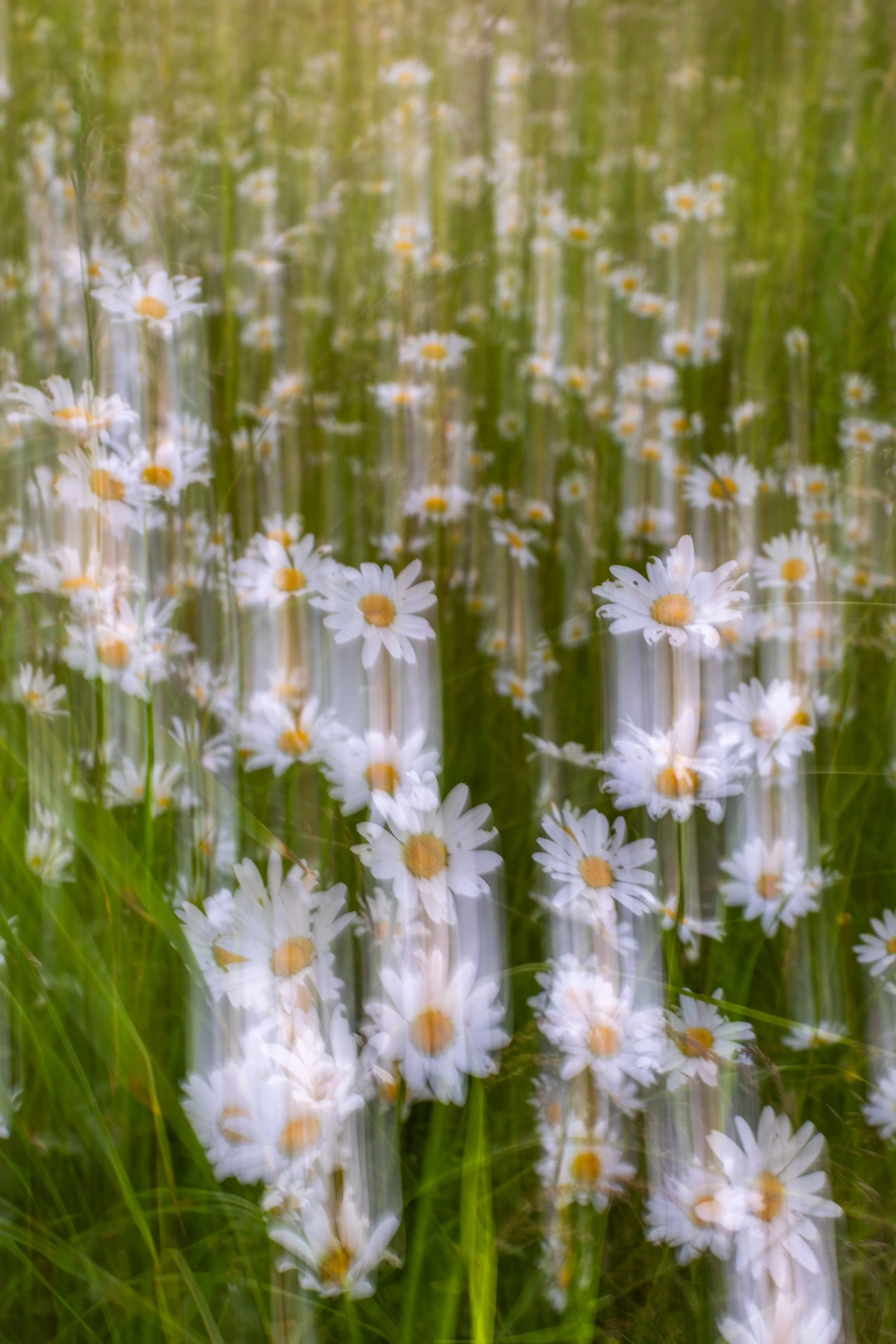 I blomsterenga 2
