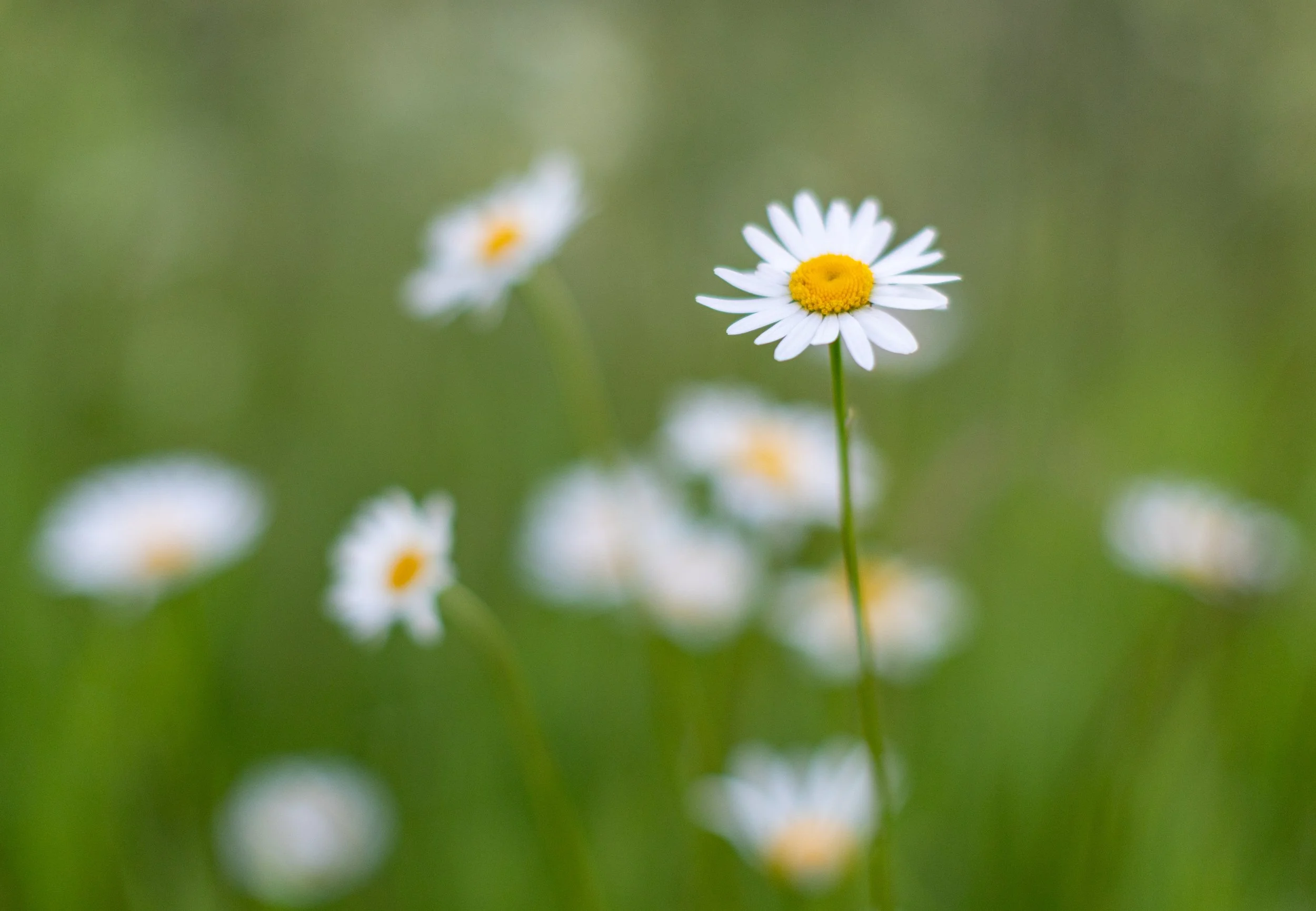 I blomsterenga 4