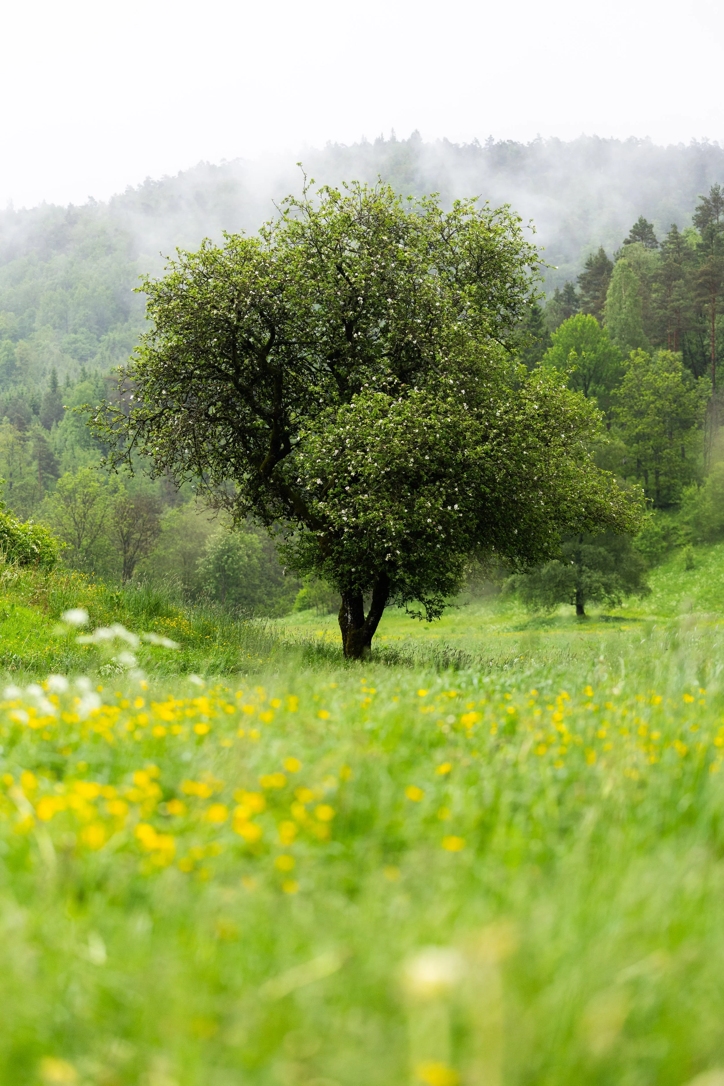 Sommerstemning, Skjævesland