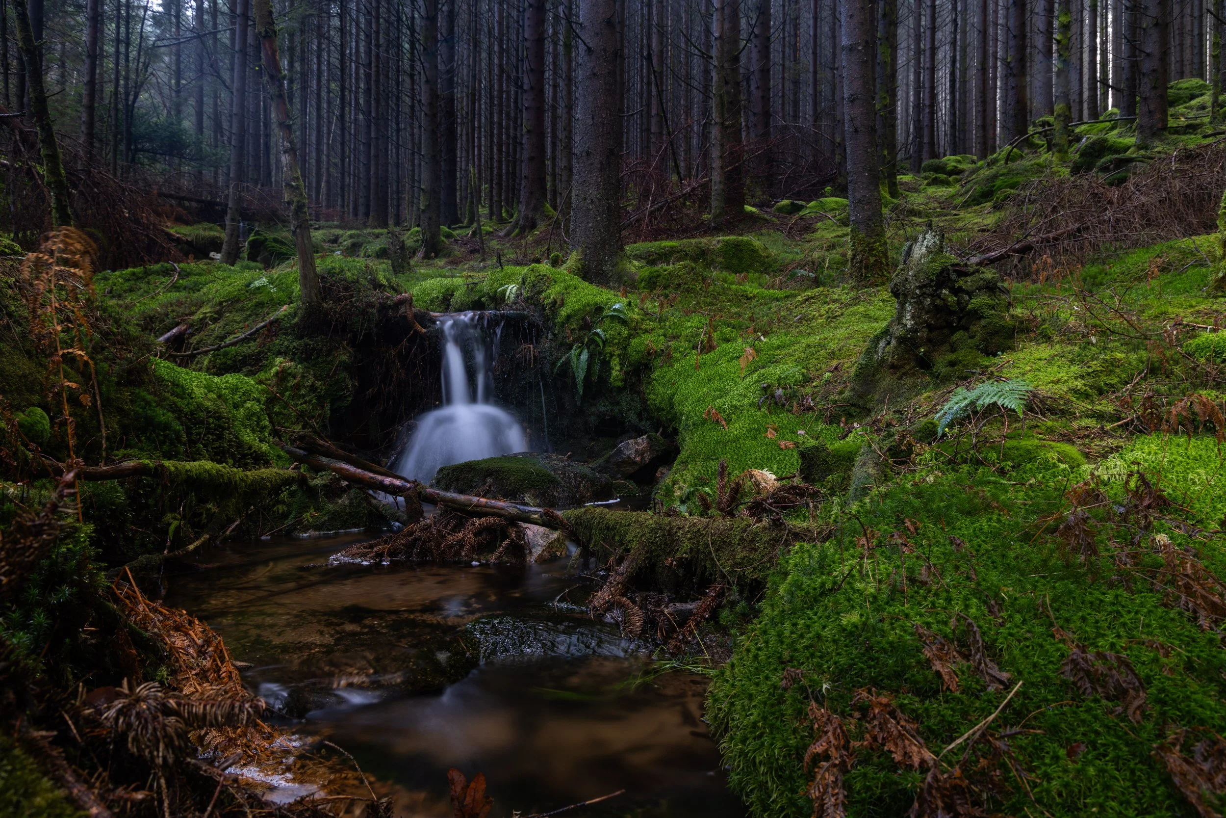 Bekken i skogen