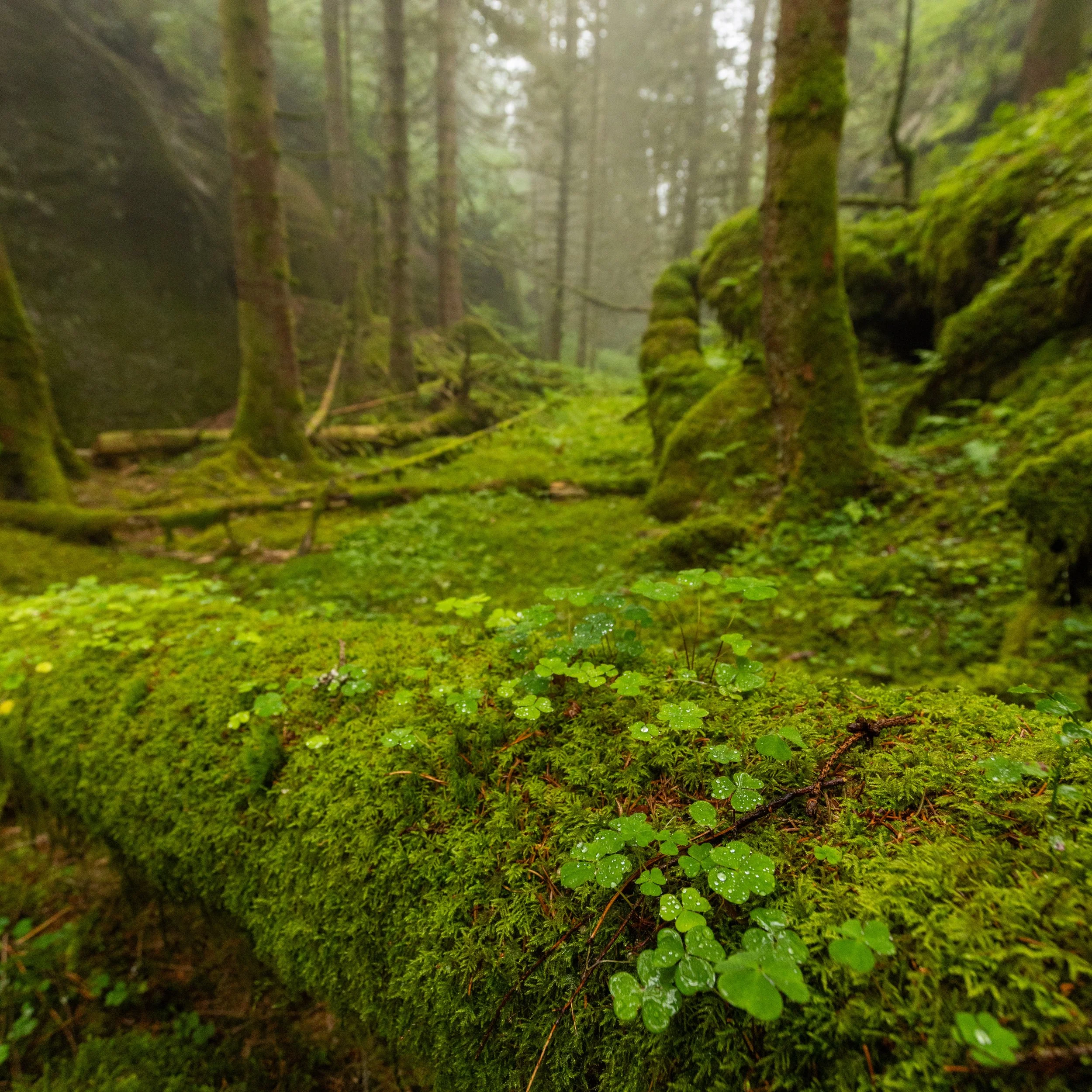 Trekløver skogen