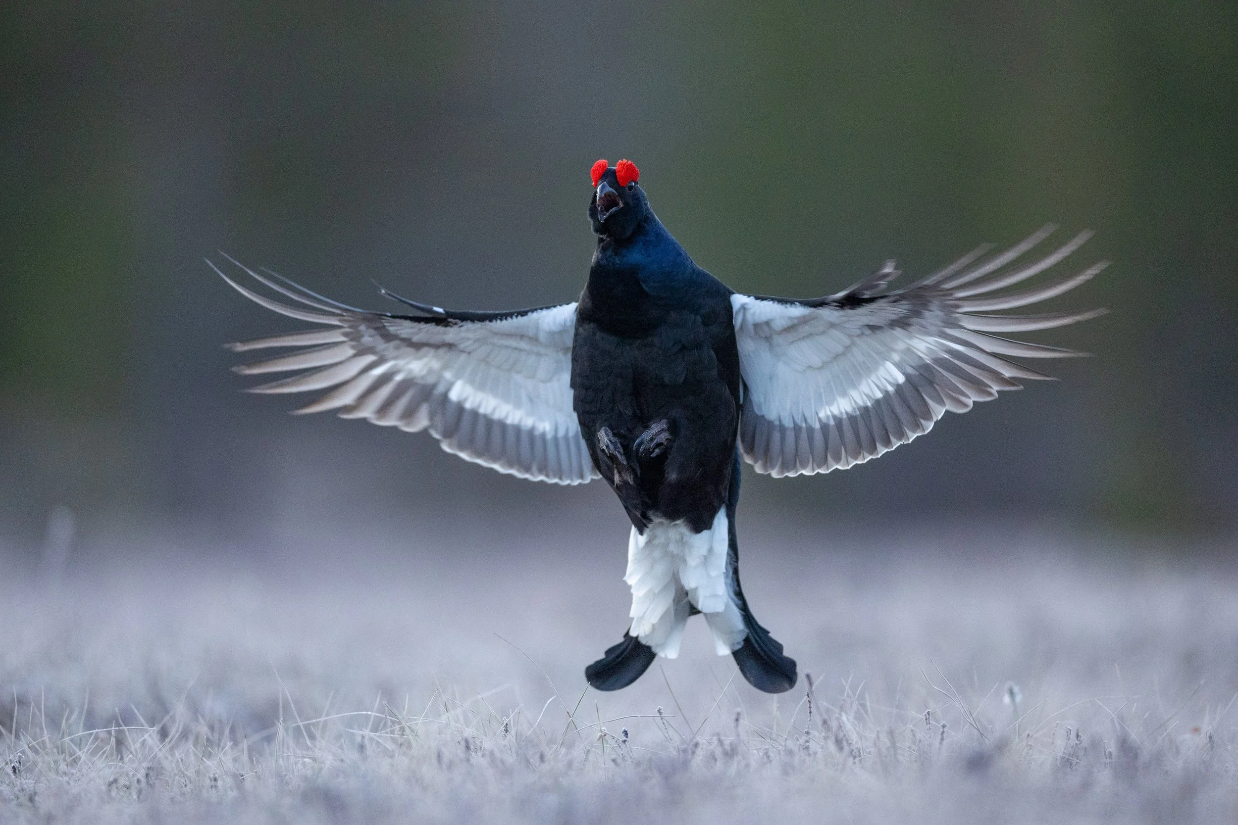 Inn for landing