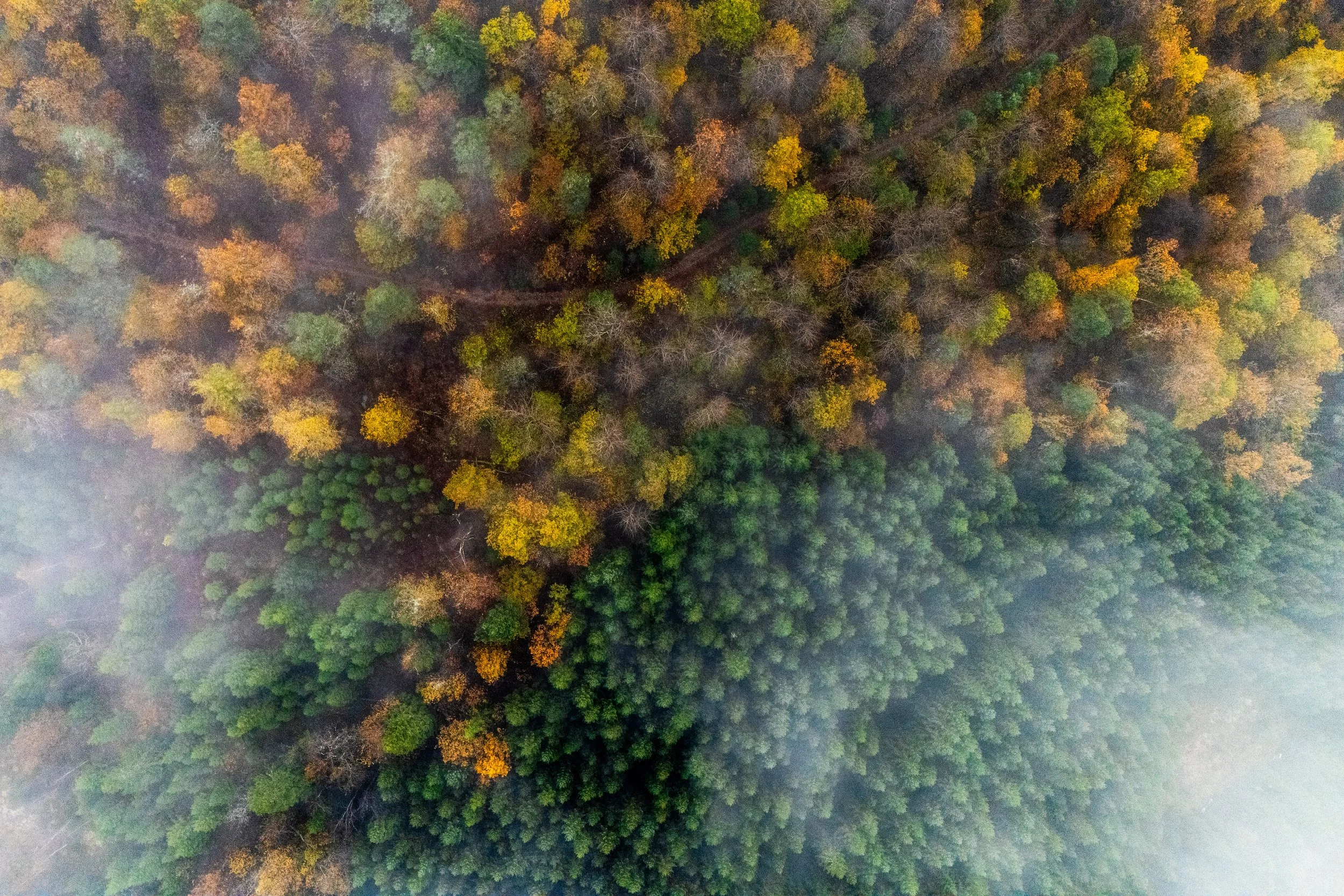 Høstskogen møter planteskogen