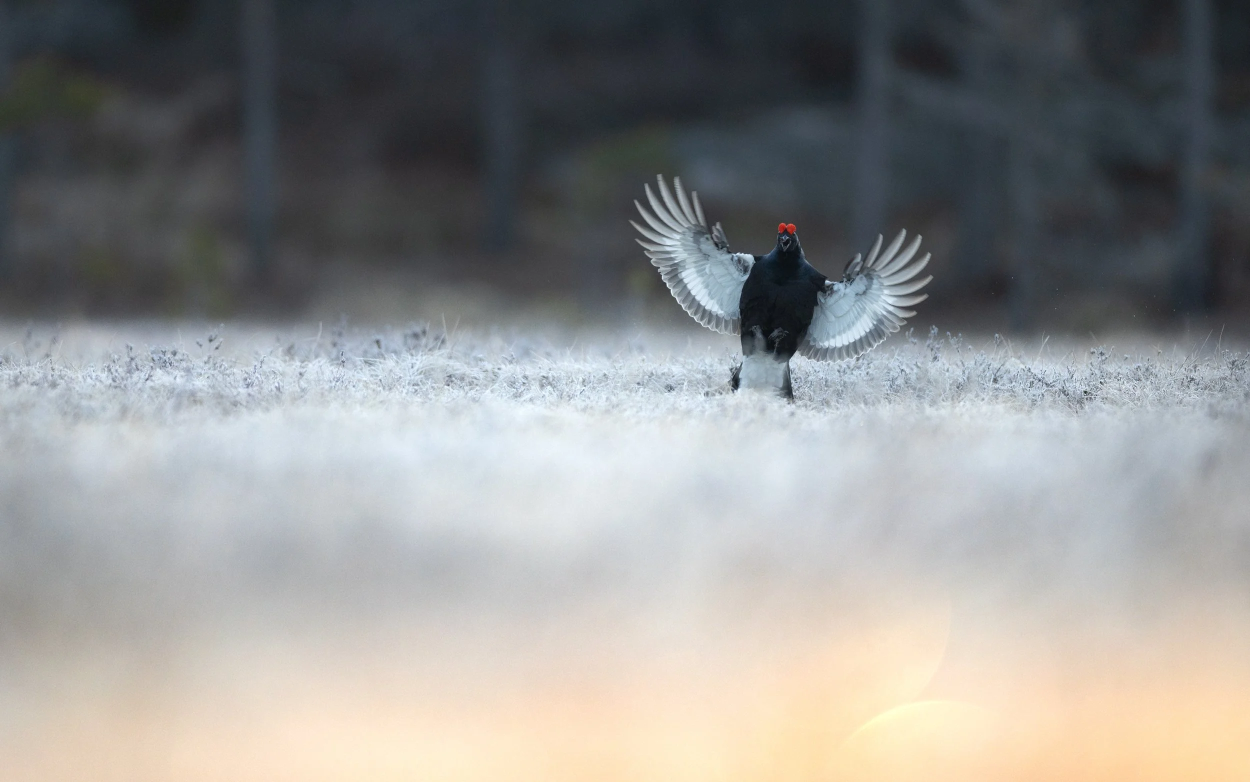 Orrelanding
