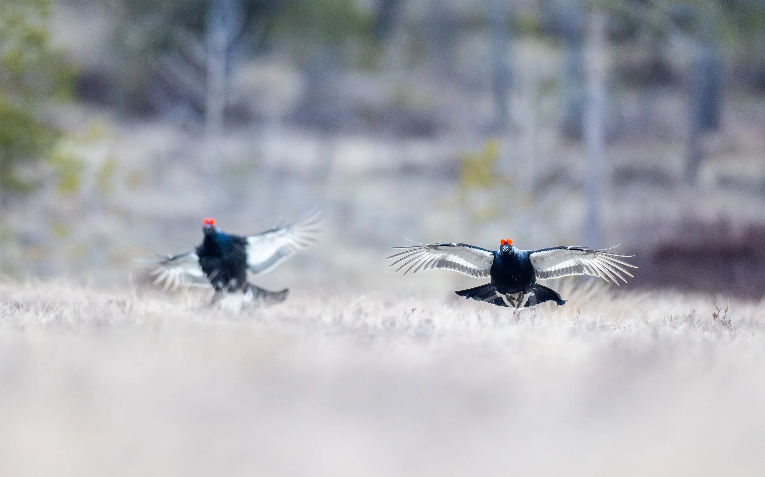 Dobbel landing