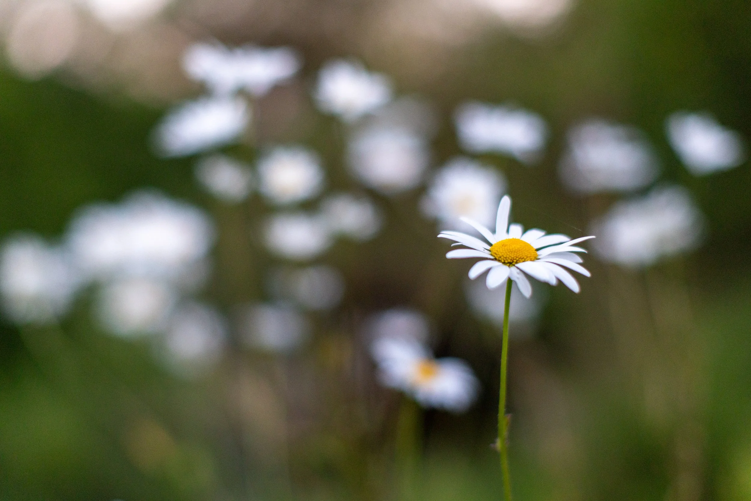 I blomsterenga