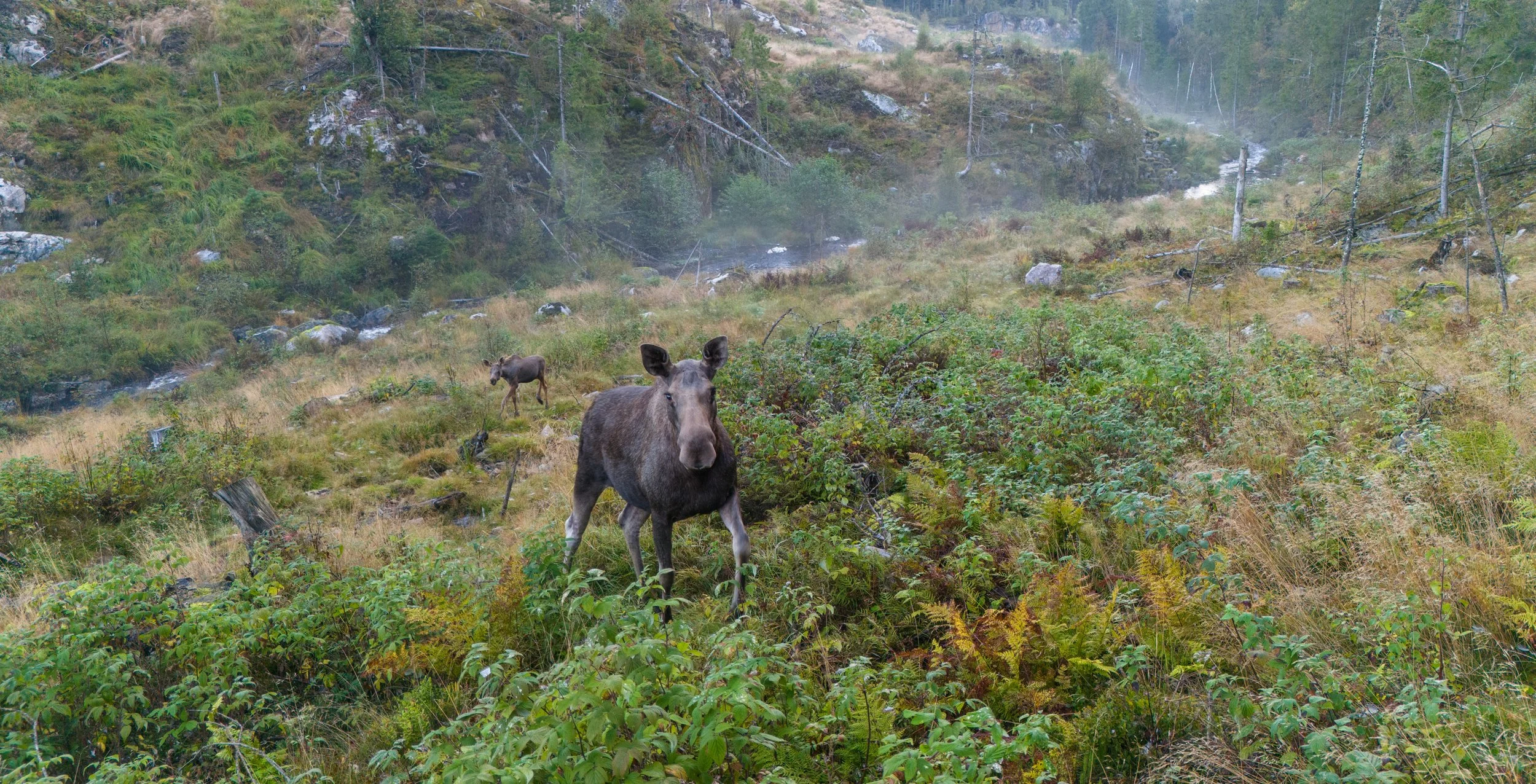 Elgku med kalv