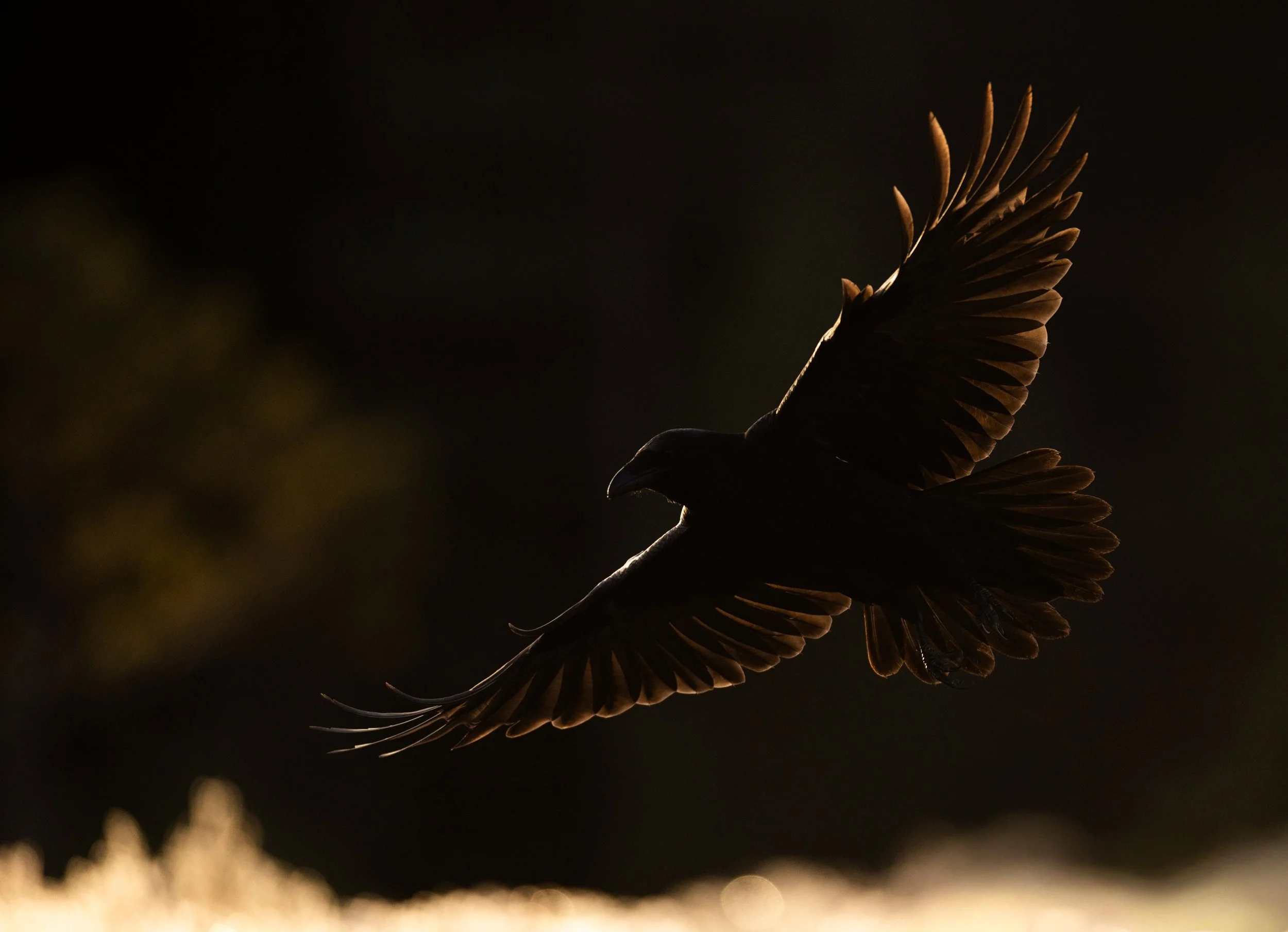 Ravn 3