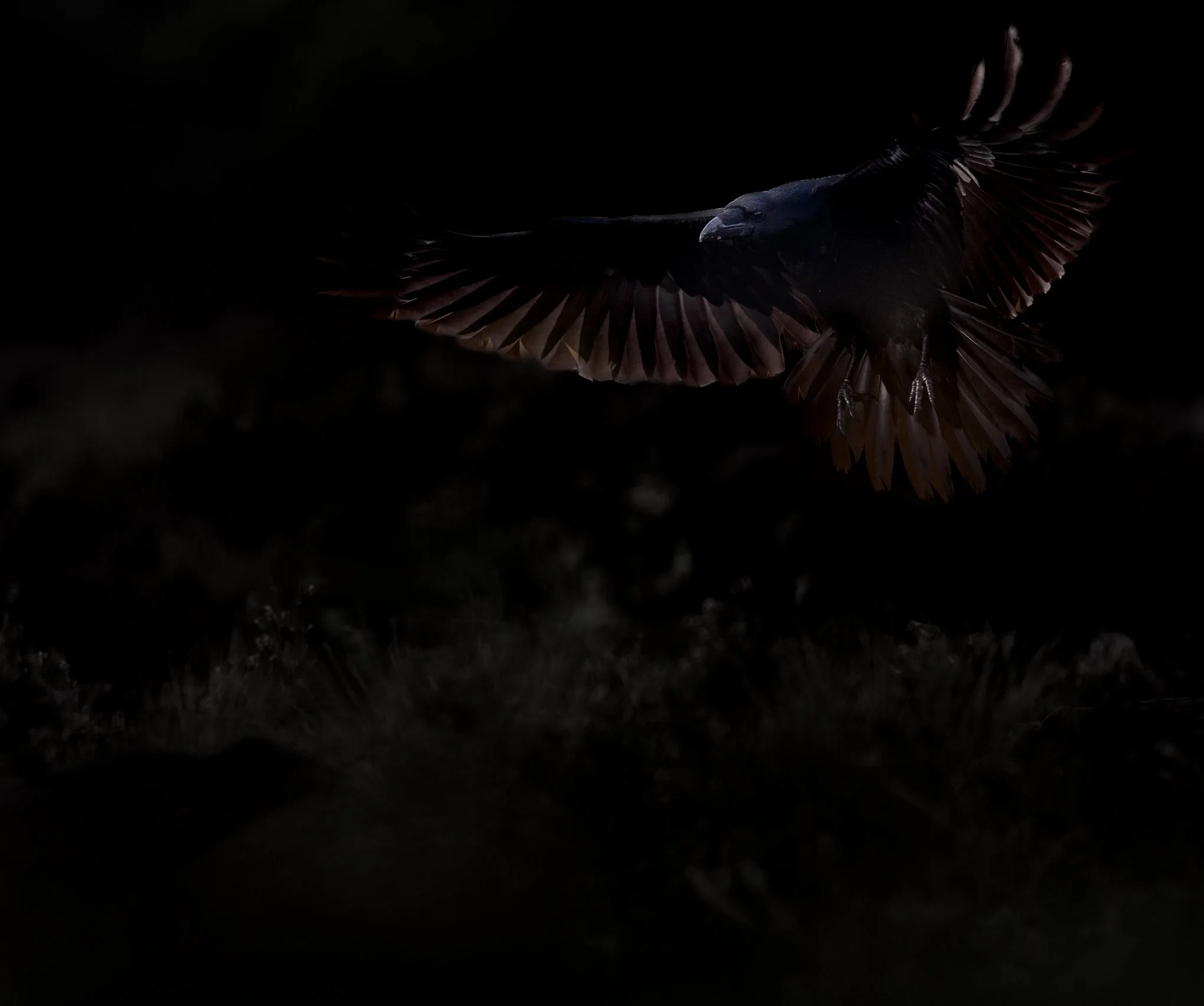 Ravn