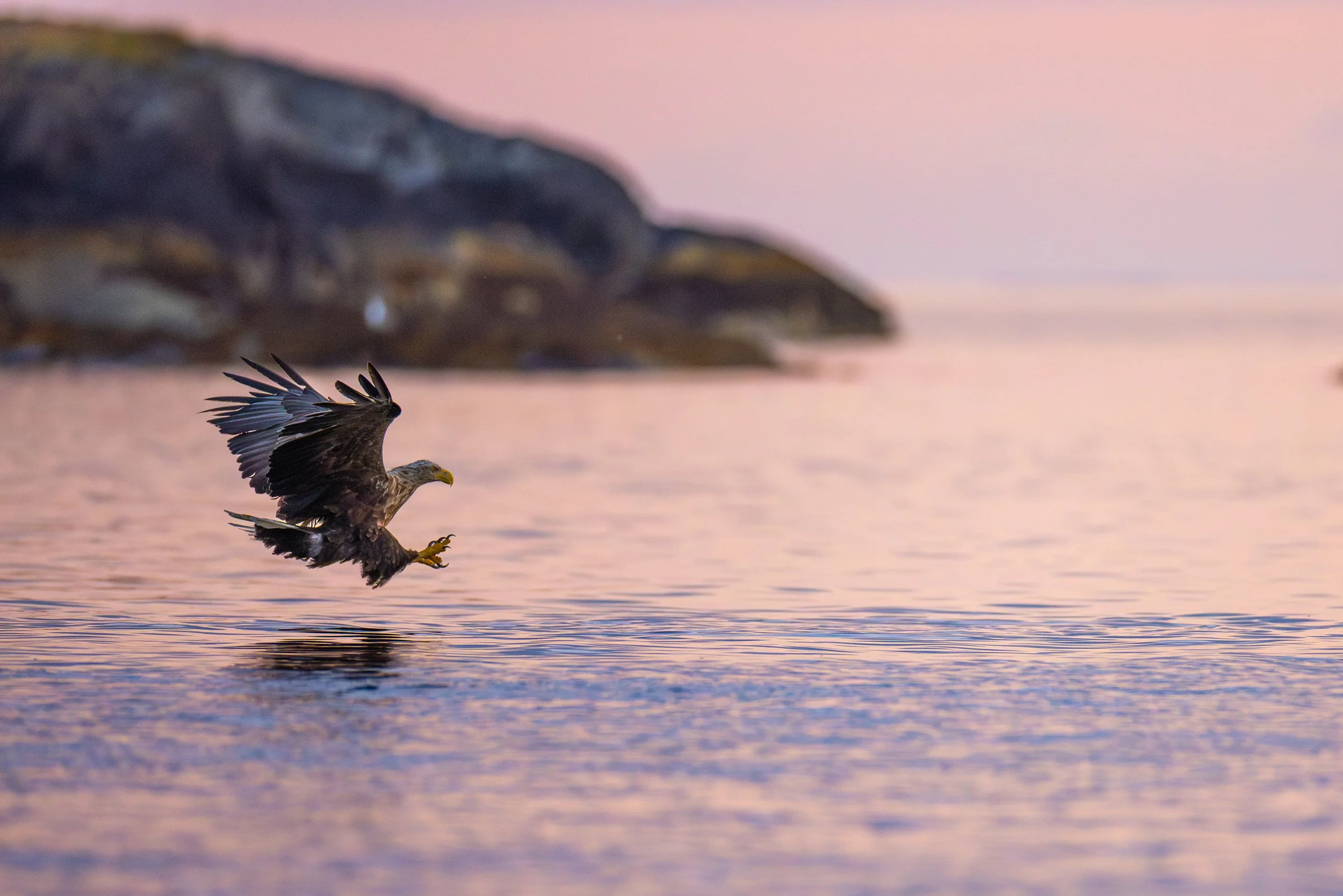 White-tailed eagle in sunset