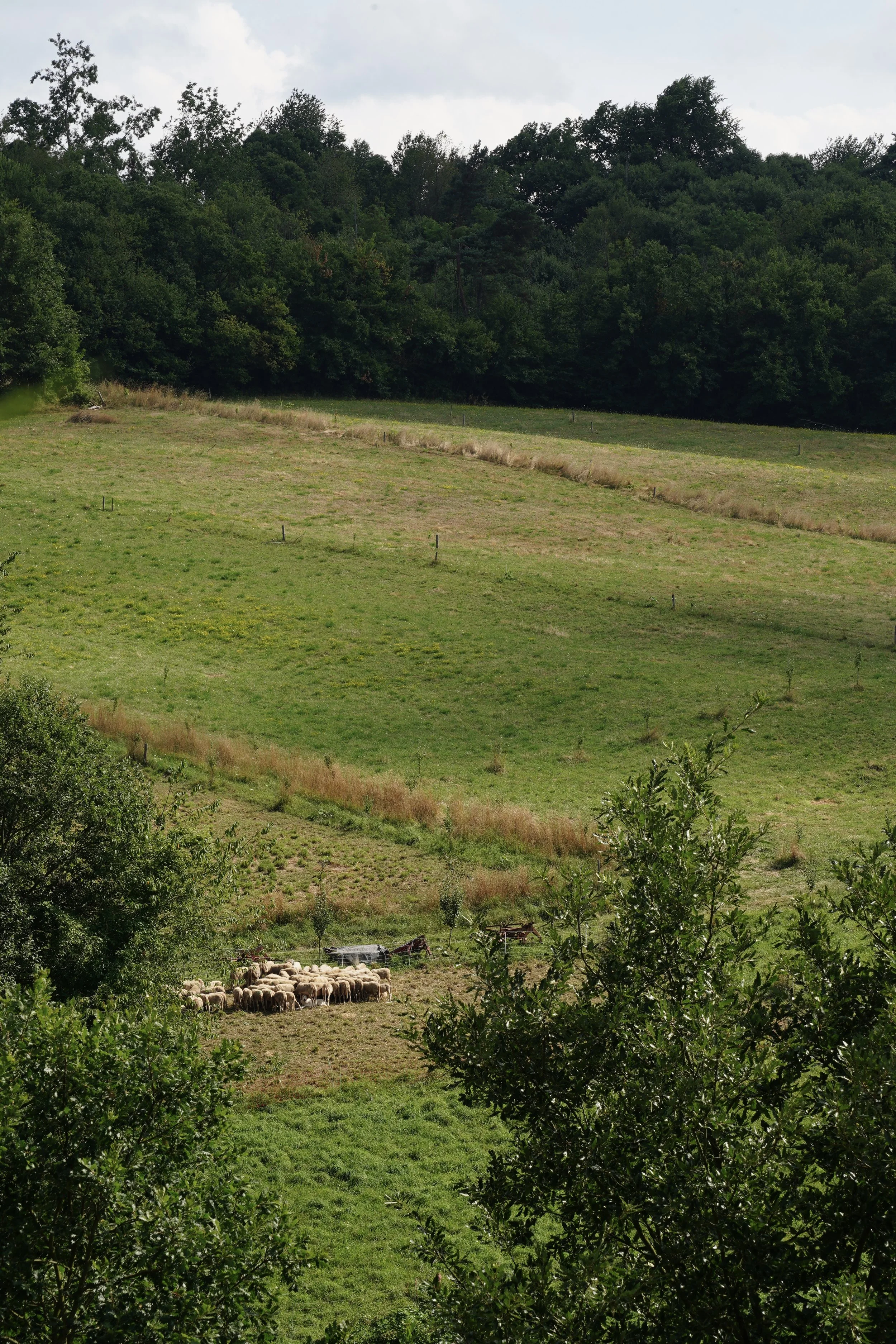 Paesaggio campestre con un gregge di pecore e alberi in primo piano, colline verdi e foresta in lontananza.