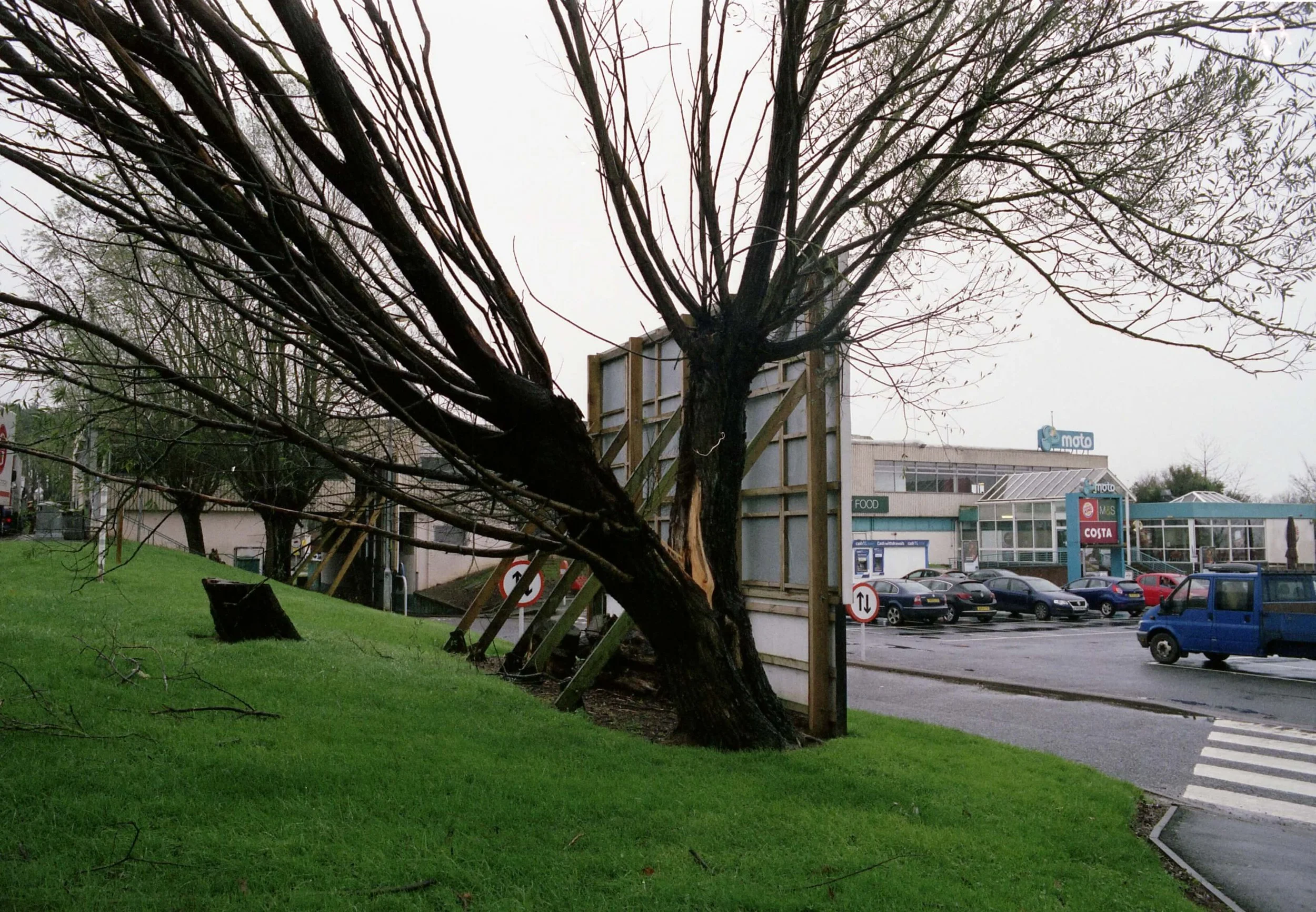 1treesplit.jpg