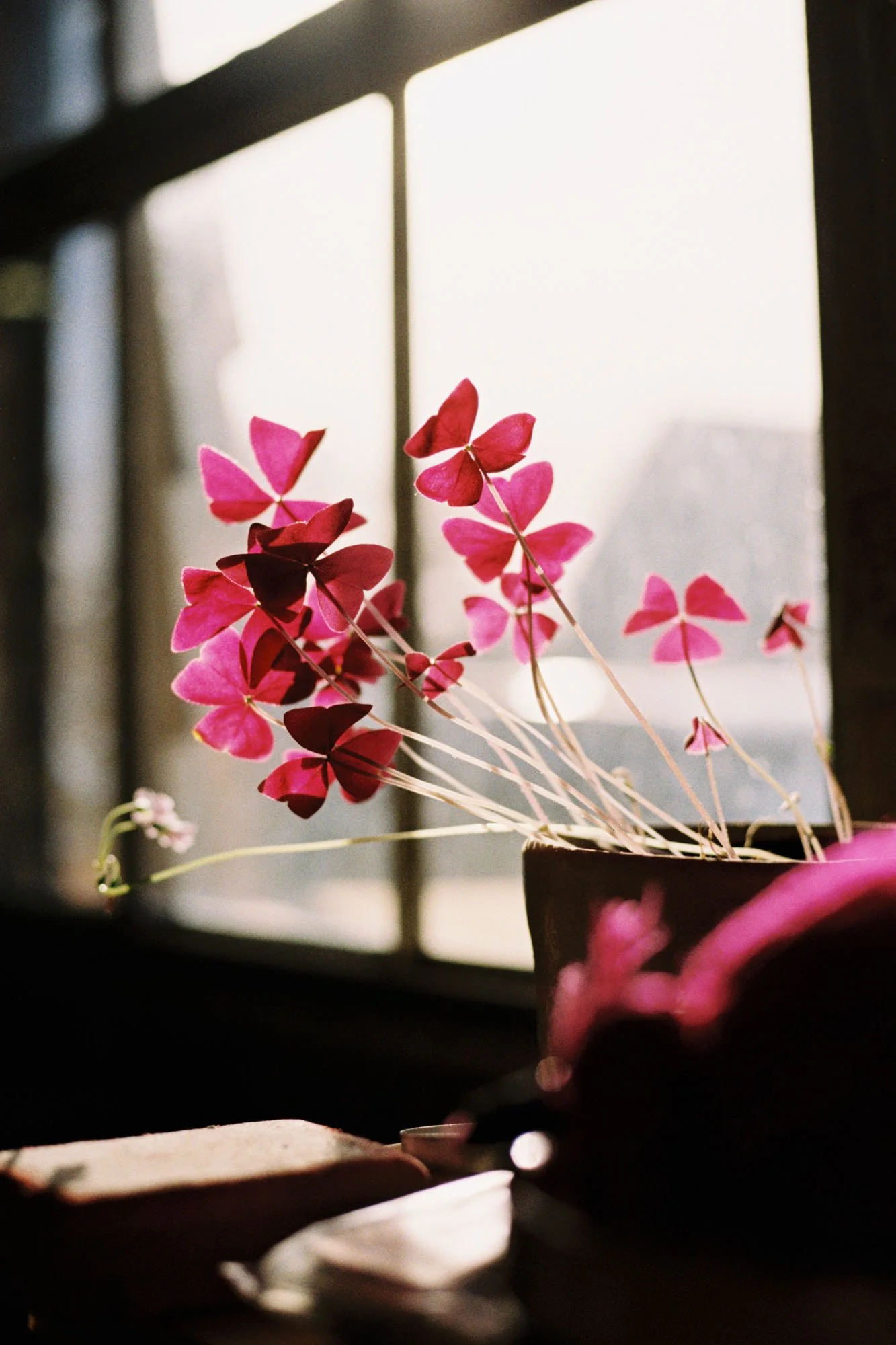 Photo of False Shamrock by Celie Nigoumi, Lifestyle, Editorial, Events Brand and Portraits Photographer in Frome, Somerset