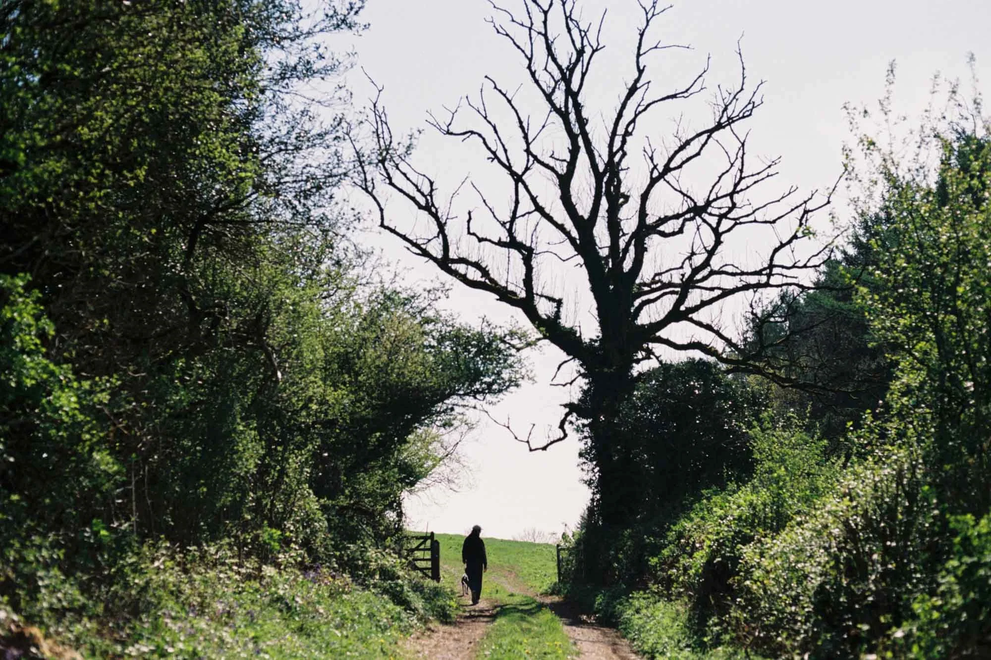 A person walking a dog on a dirt path through a lush green forest with bare tree branches overhead and a bright sky in the background.