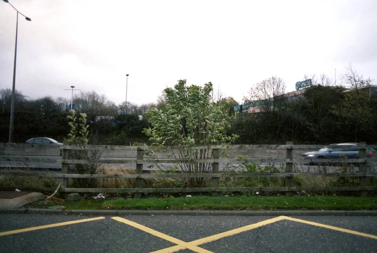 tree.jpg