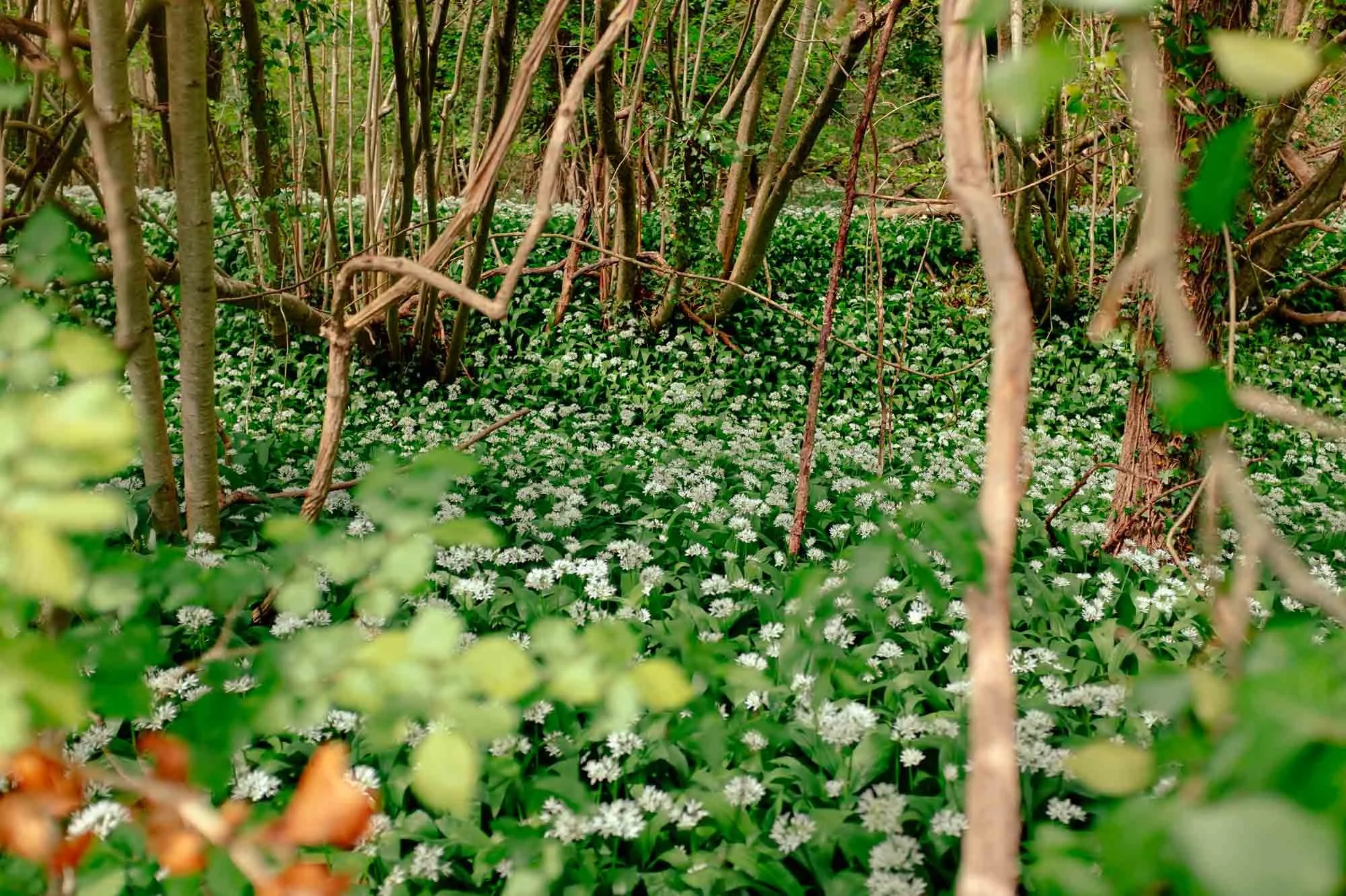 Photowalks by Celie Nigoumi, Lifestyle, Editorial, Events Brand and Portraits Photographer in Frome, Somerset