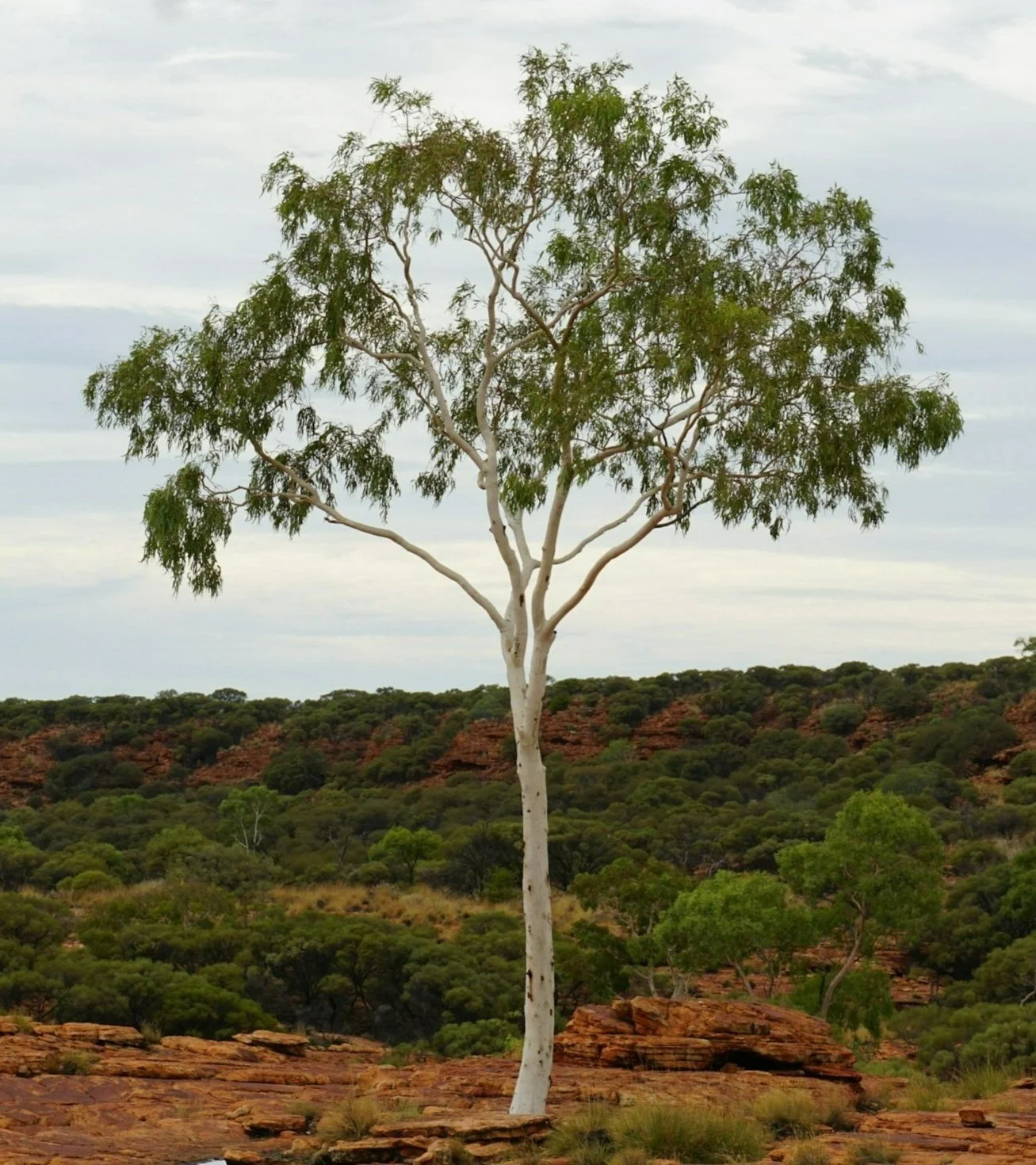 Online counselling services Australia