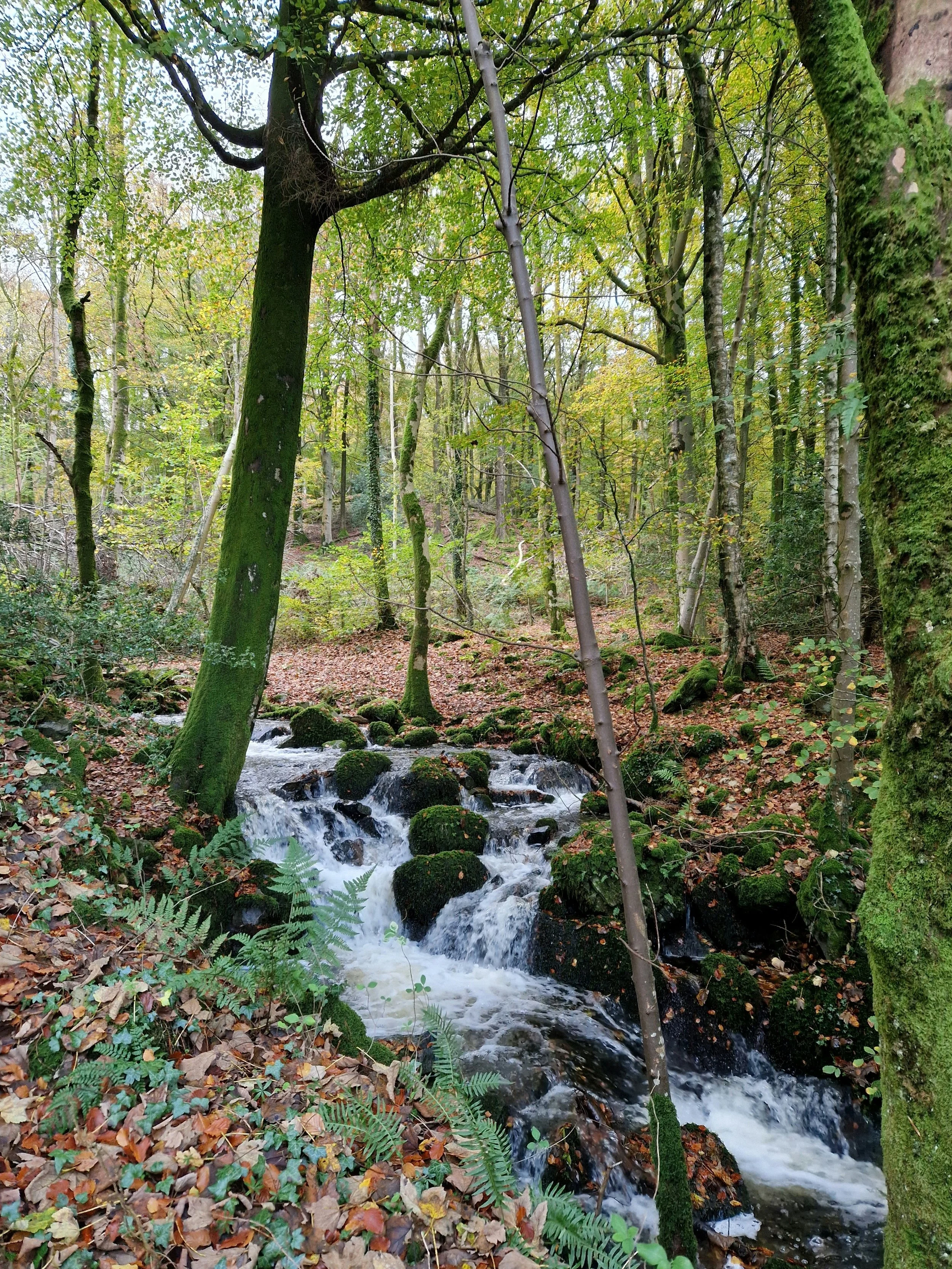 A forest stream flowing over moss-covered rocks, surrounded by green trees with some autumn leaves on the ground.