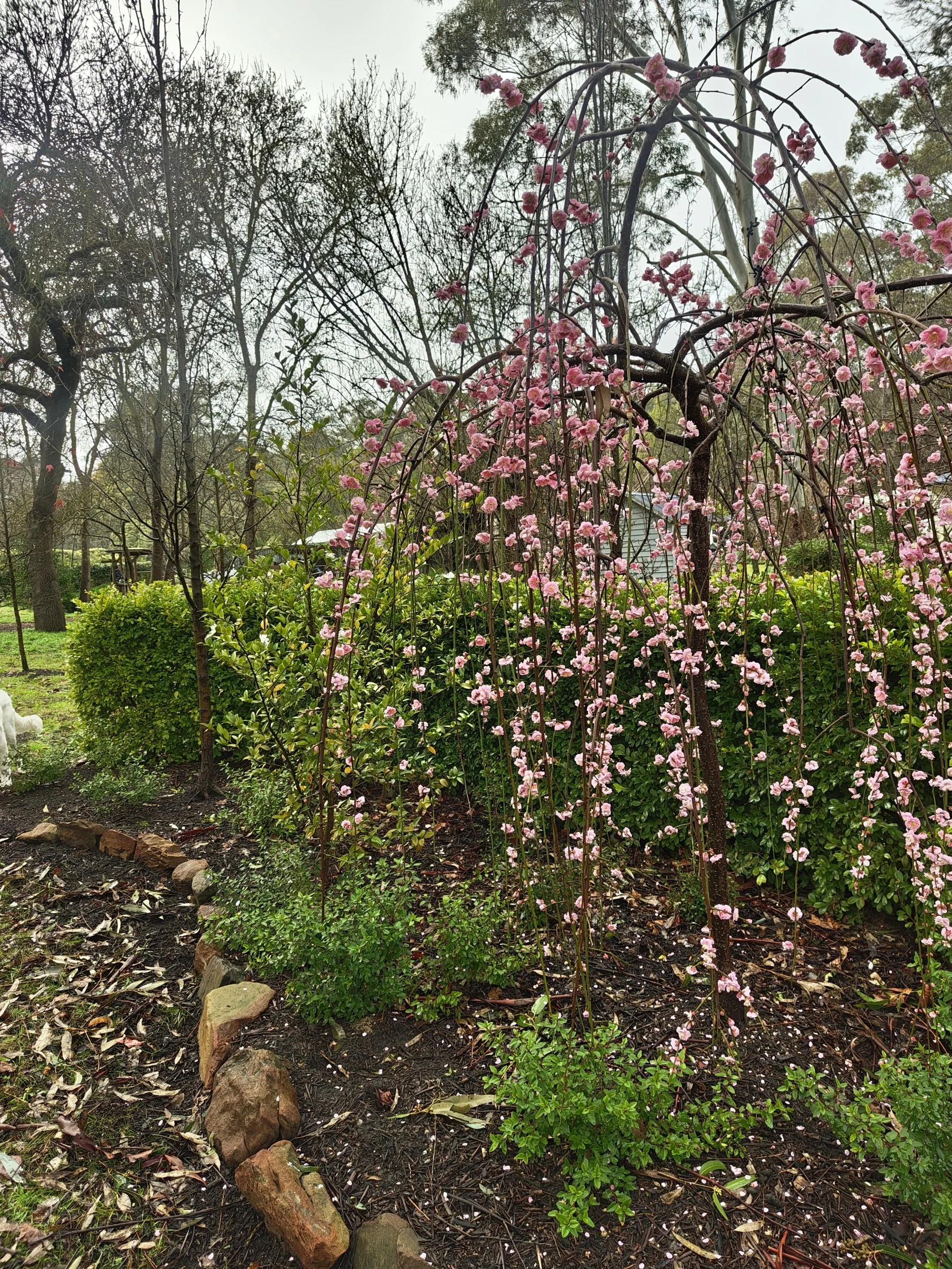 A garden with a pink flowering tree, green shrubs, and a stone border on the ground.