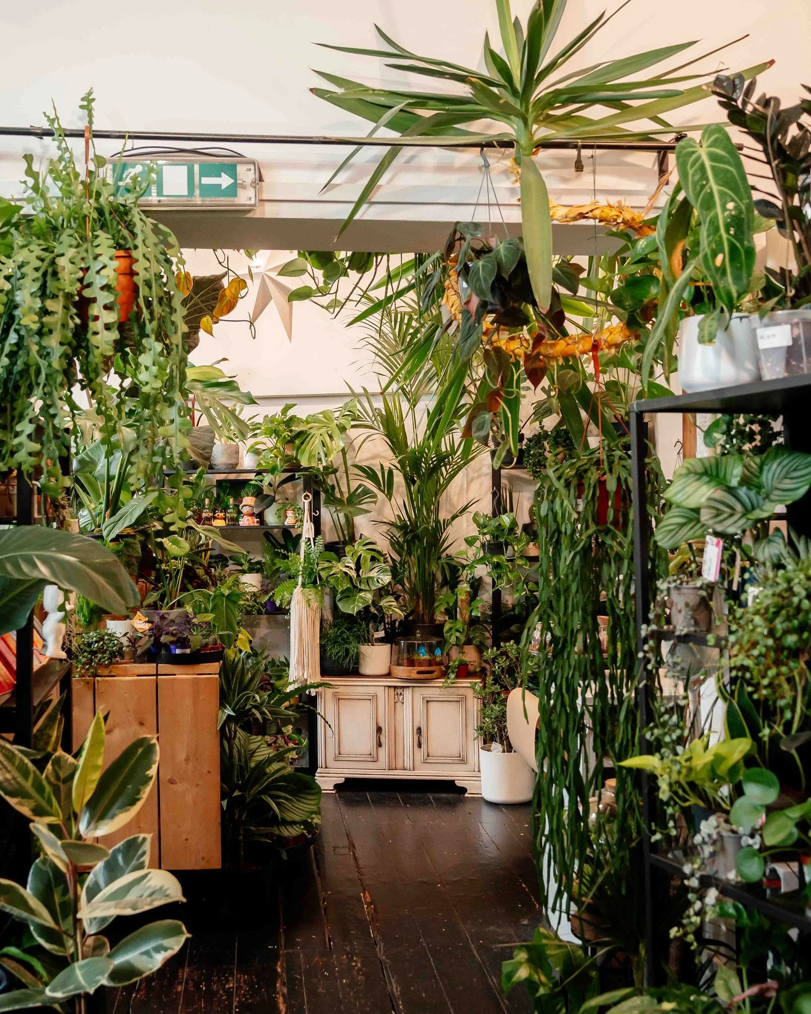 🪴 Brighten up your January with lush green foliage from house plant legends @theplantpoint.

They&rsquo;ve got easy-care winners to full-scale statement stunners.

Perfect for when the trees are bare and you need cheering up 🌱💚